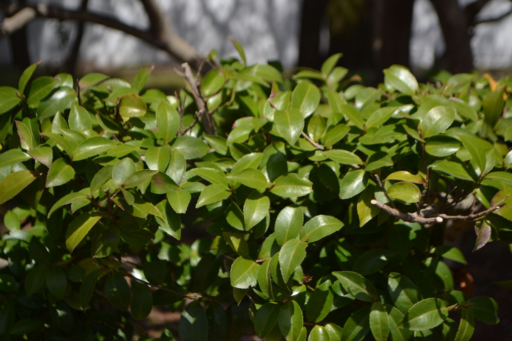 Didysis bugienis (Ilex integra)