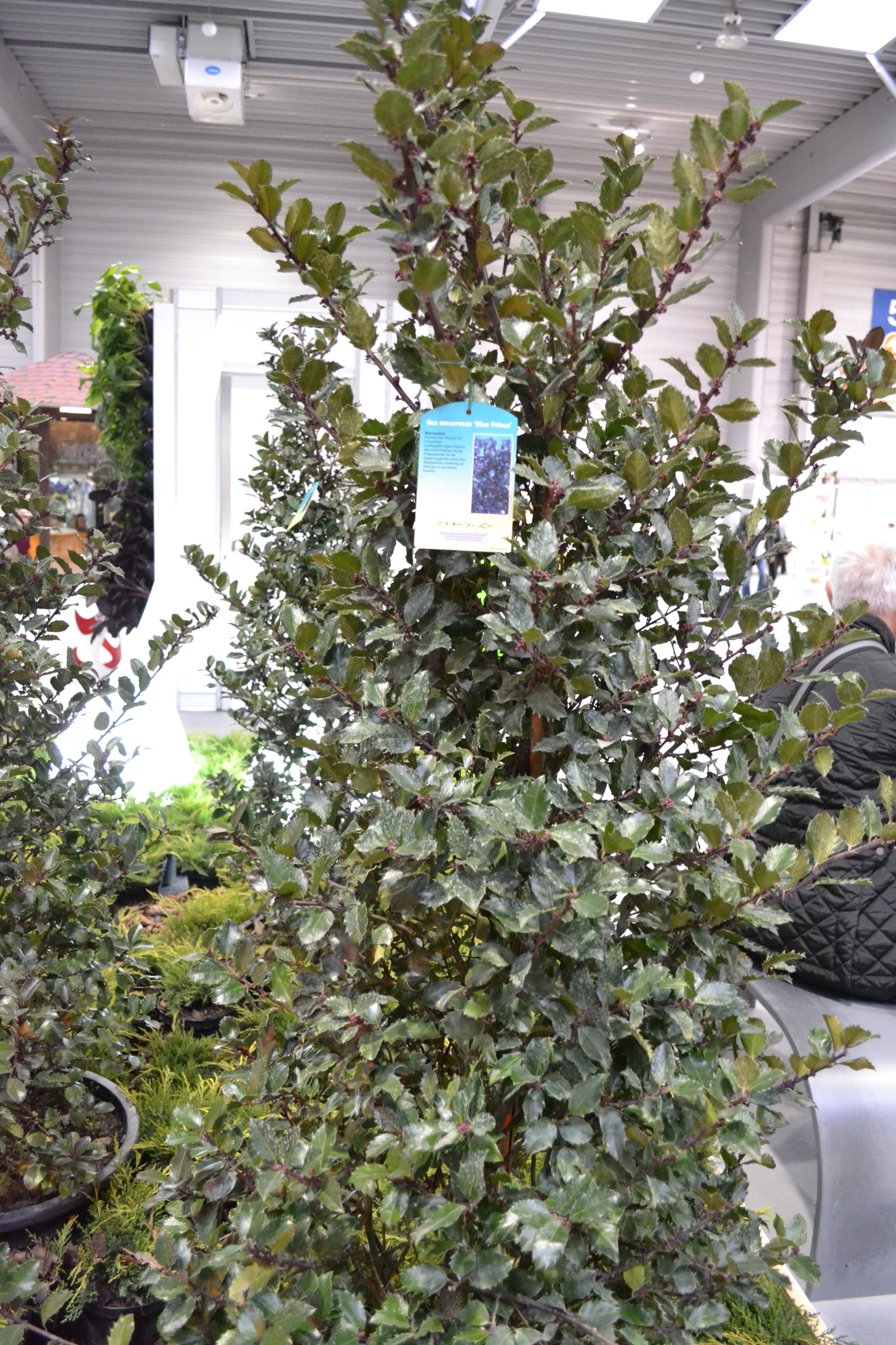 Aštrialapis bugienis 'Blue Prince' (Ilex x meserveae)