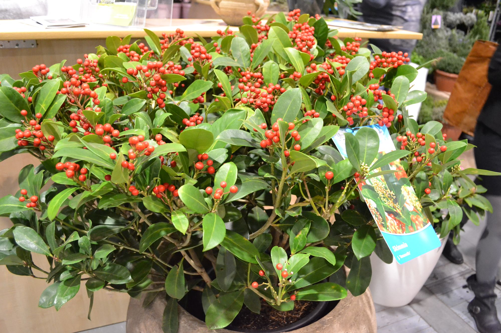 Japoninė skimija 'Emanuelle' (Skimmia japonica)