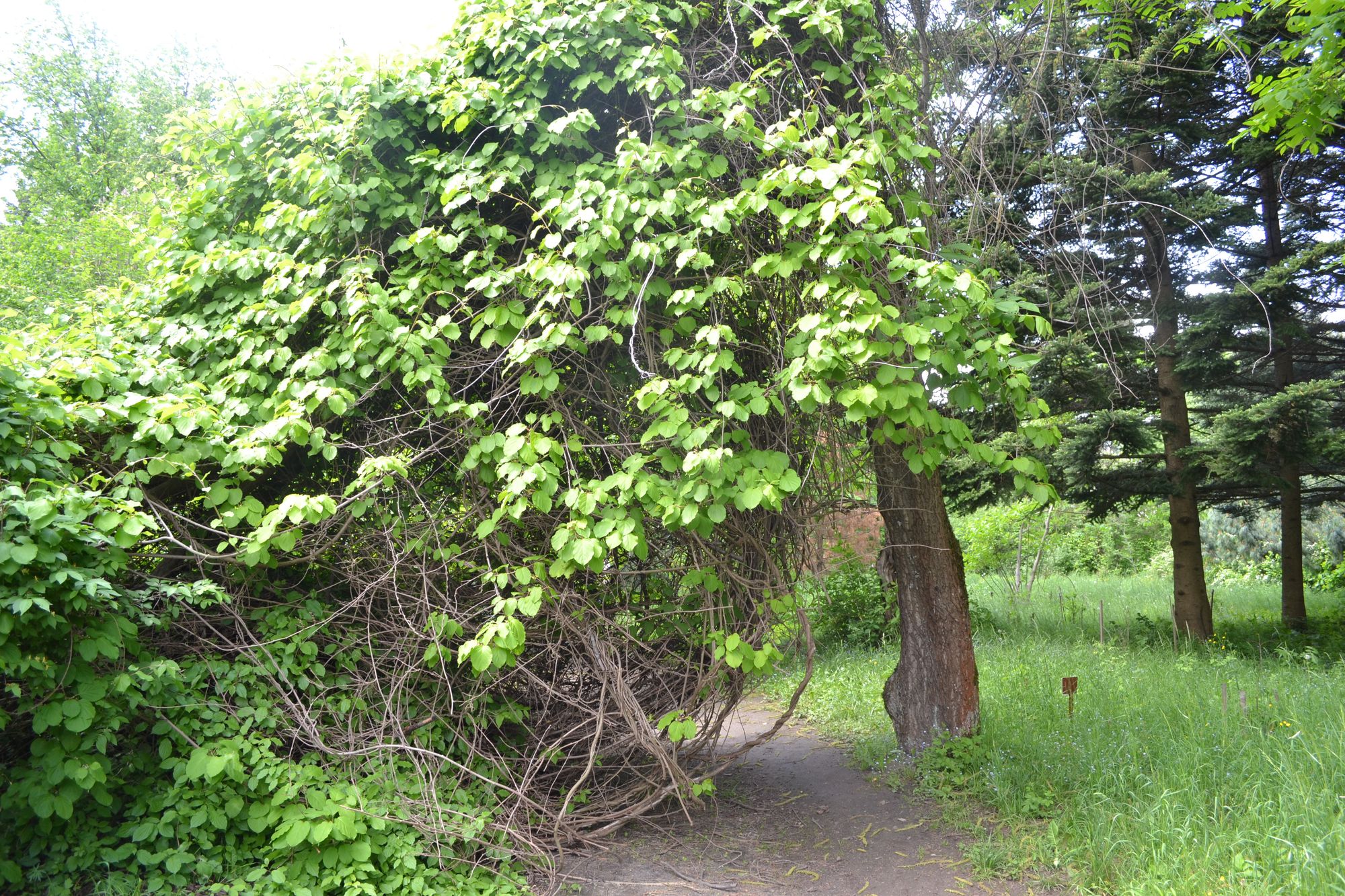 Vijoklinis smaugikas (Celastrus scandens)