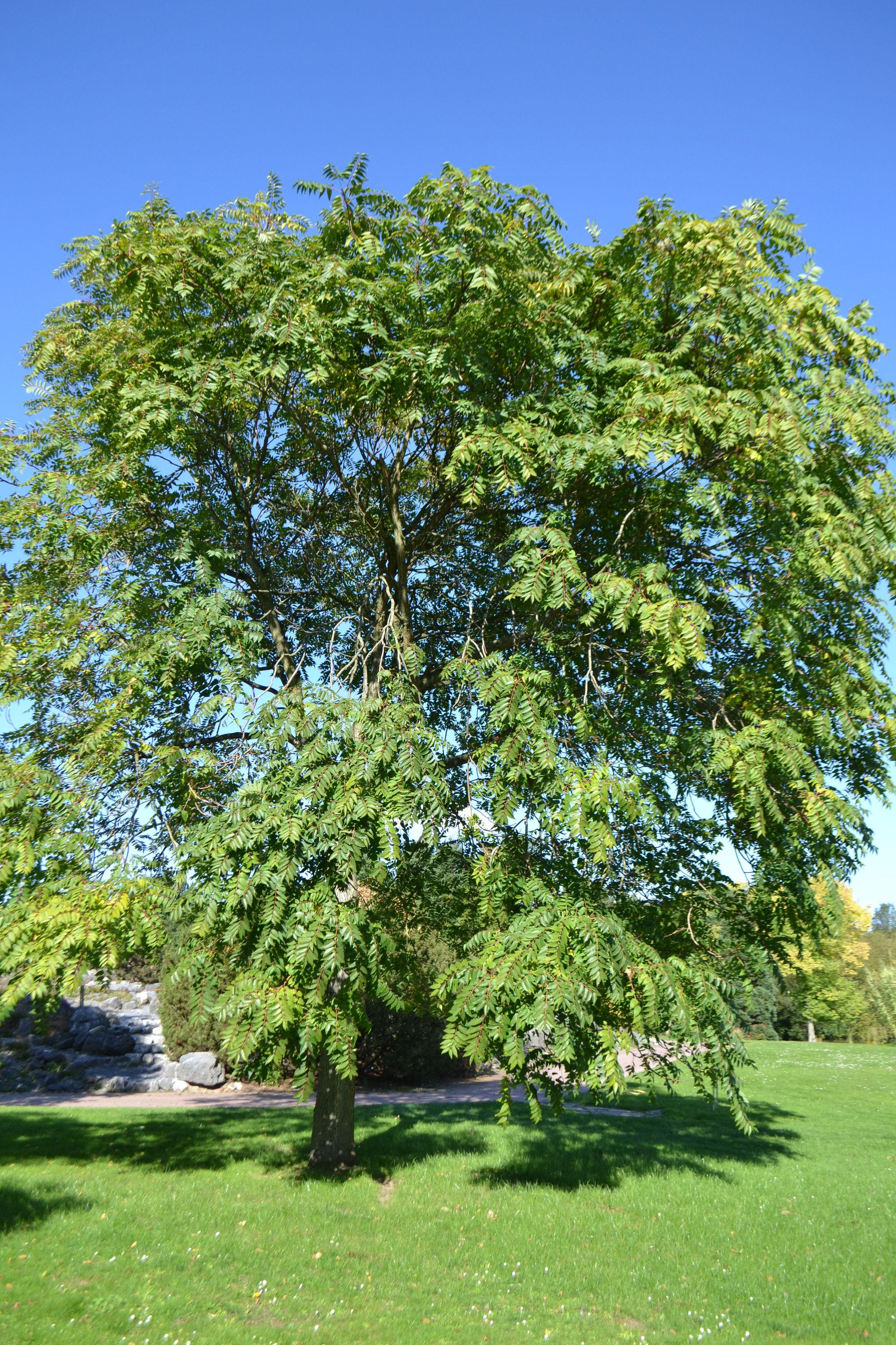 Aukštasis ailantas (Ailanthus altissima)