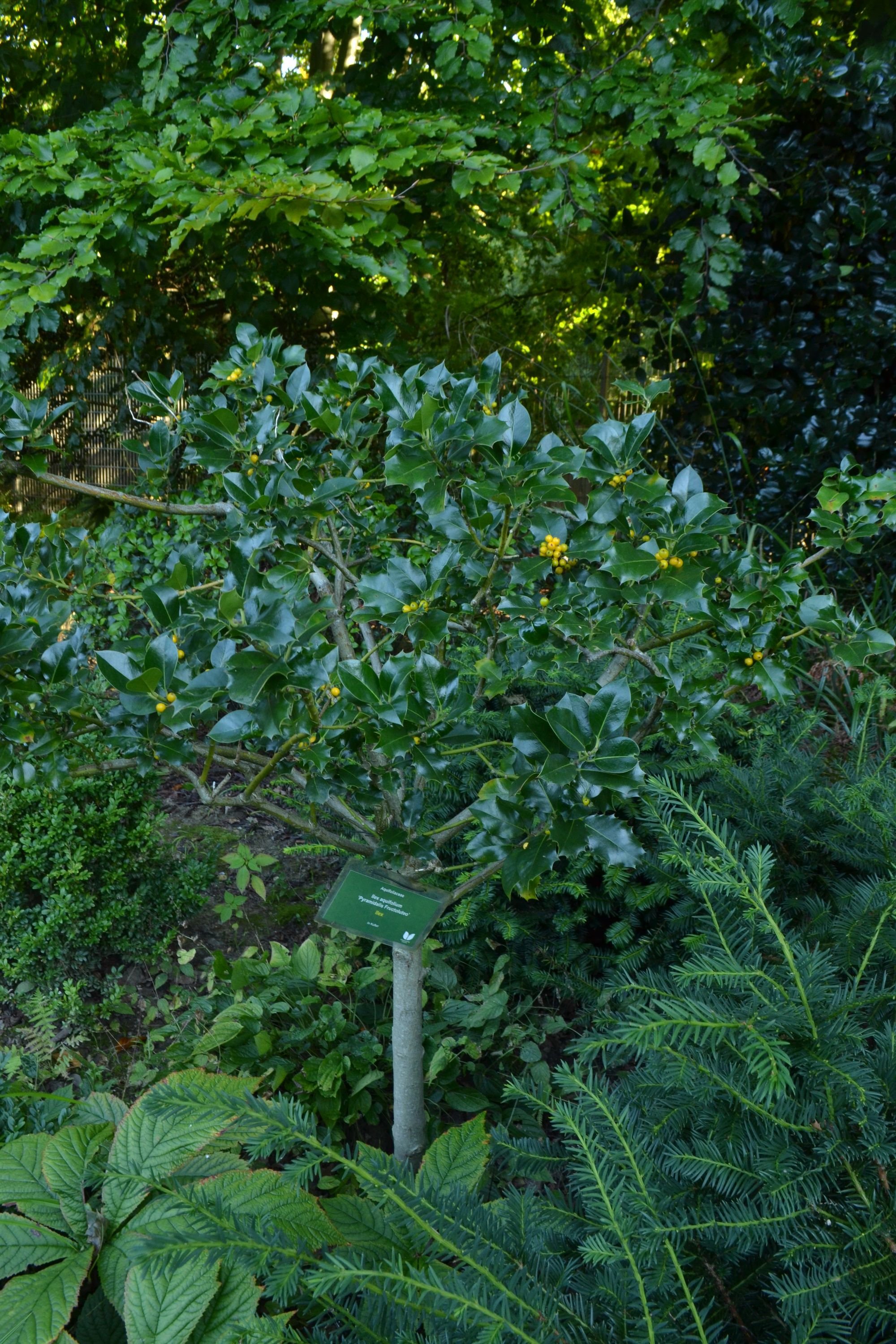 Dygialapis bugienis 'Pyramidalis Fructoluteo' (Ilex aquifolium)
