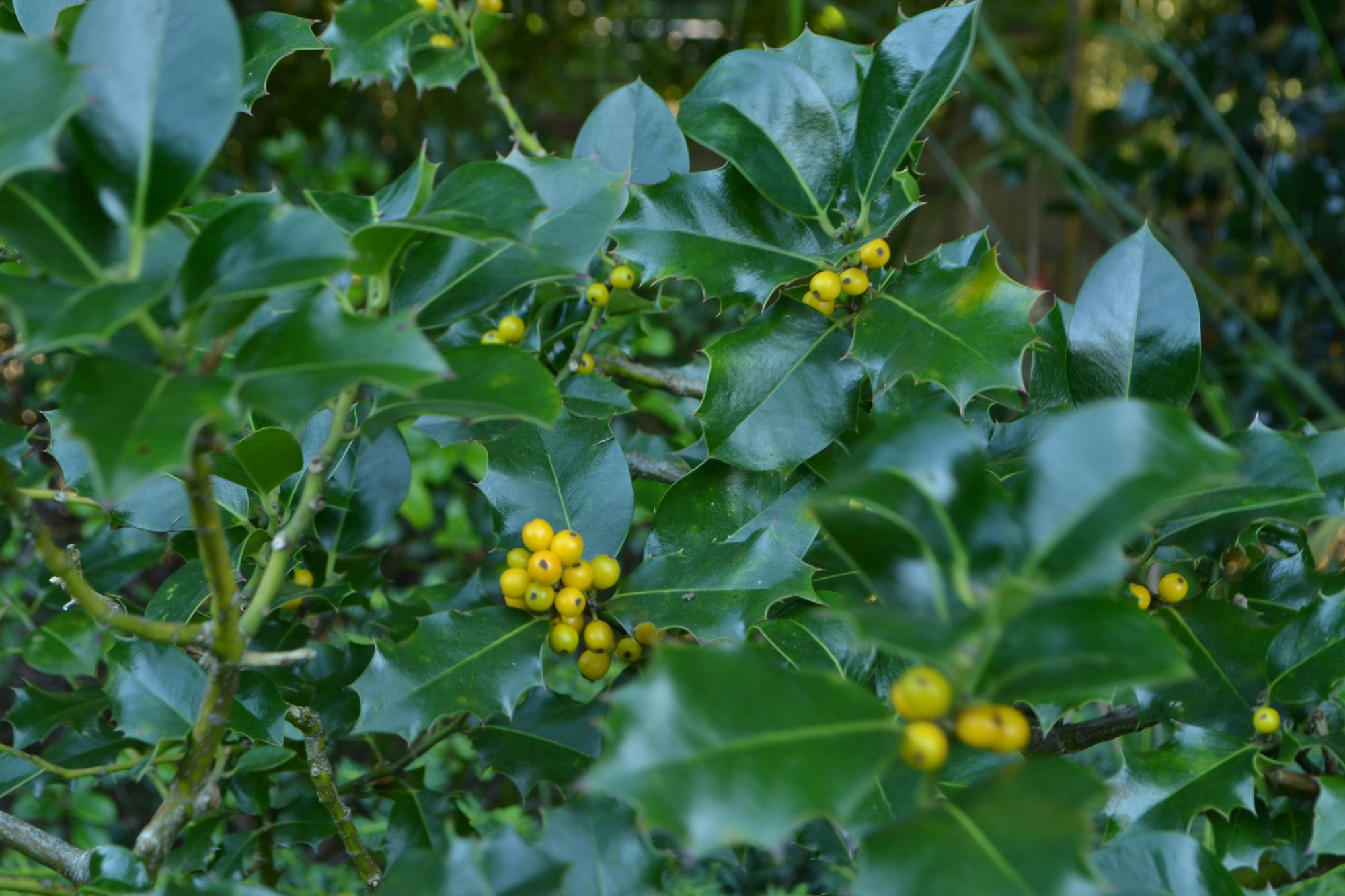 Dygialapis bugienis 'Pyramidalis Fructoluteo' (Ilex aquifolium)
