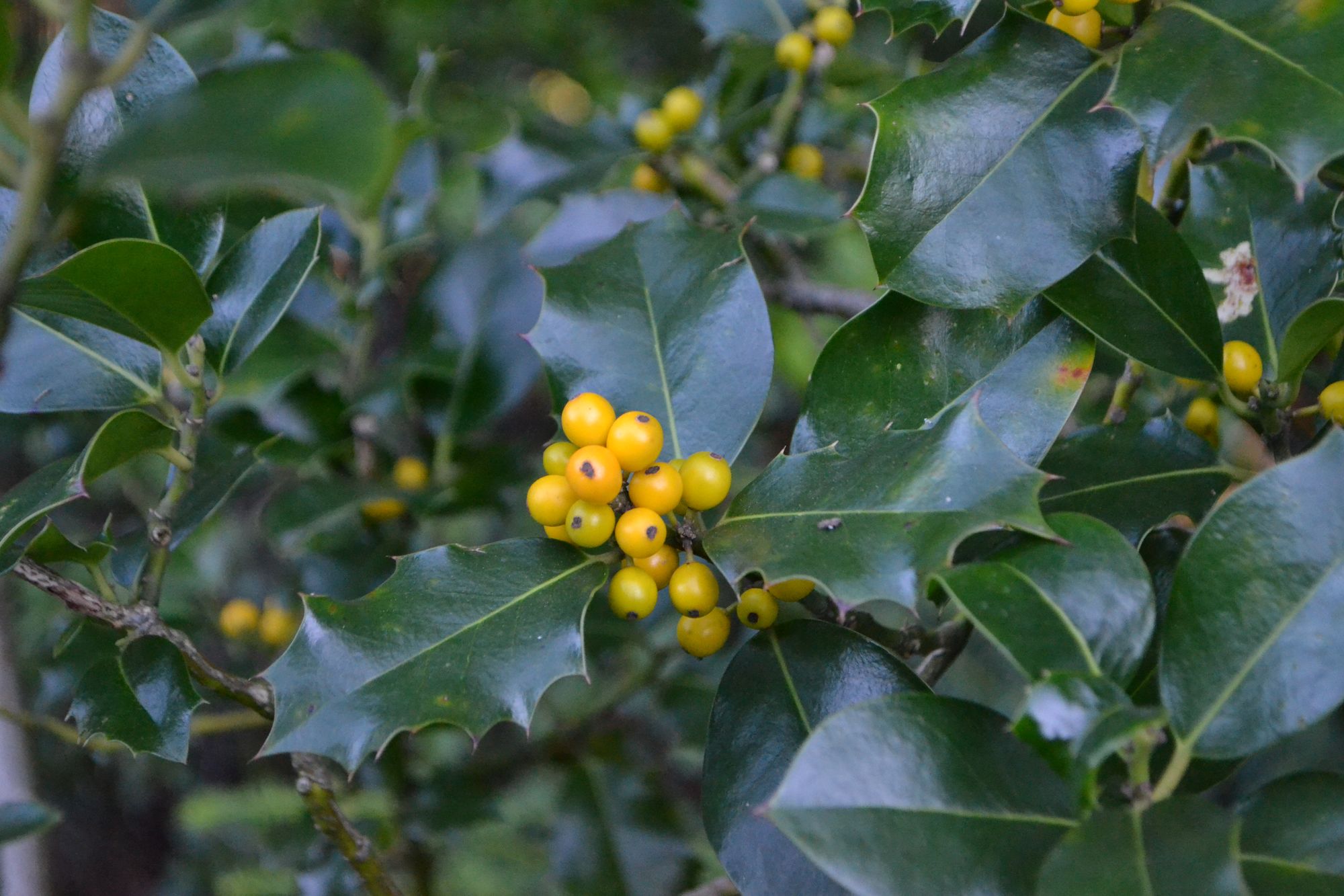 Dygialapis bugienis 'Pyramidalis Fructoluteo' (Ilex aquifolium)