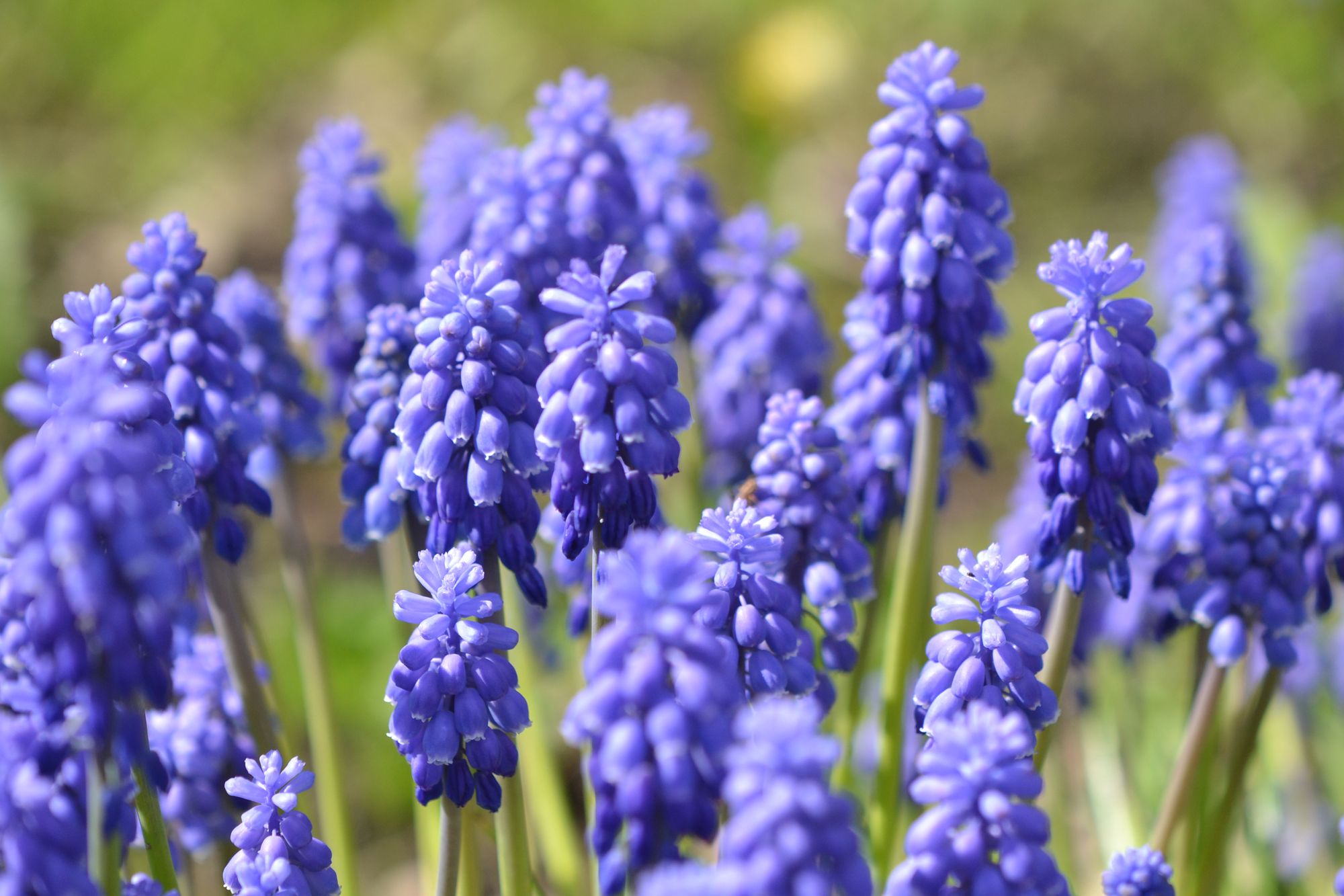 Armėninė žydrė (Muscari armeniacum)