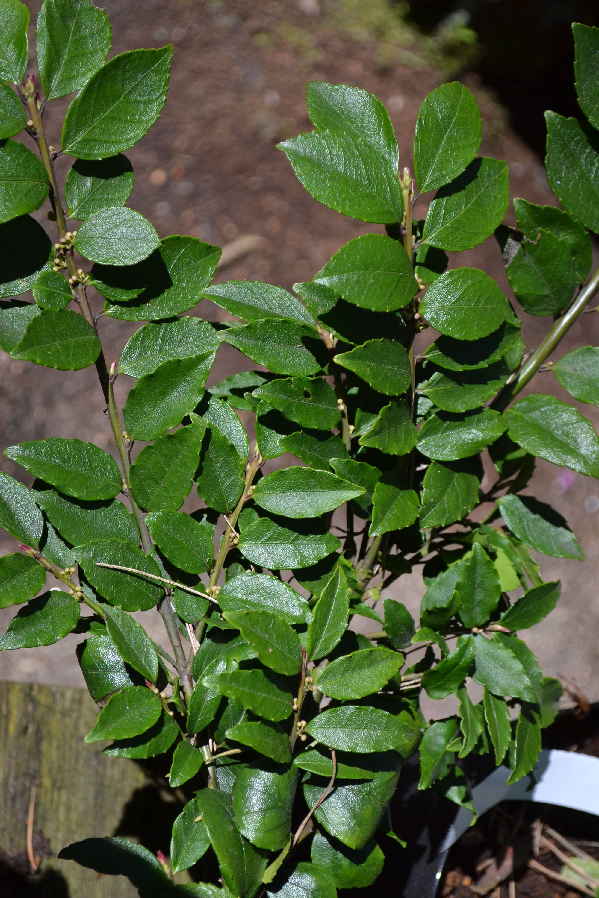 Raukšlėtasis bugienis (Ilex rugosa)