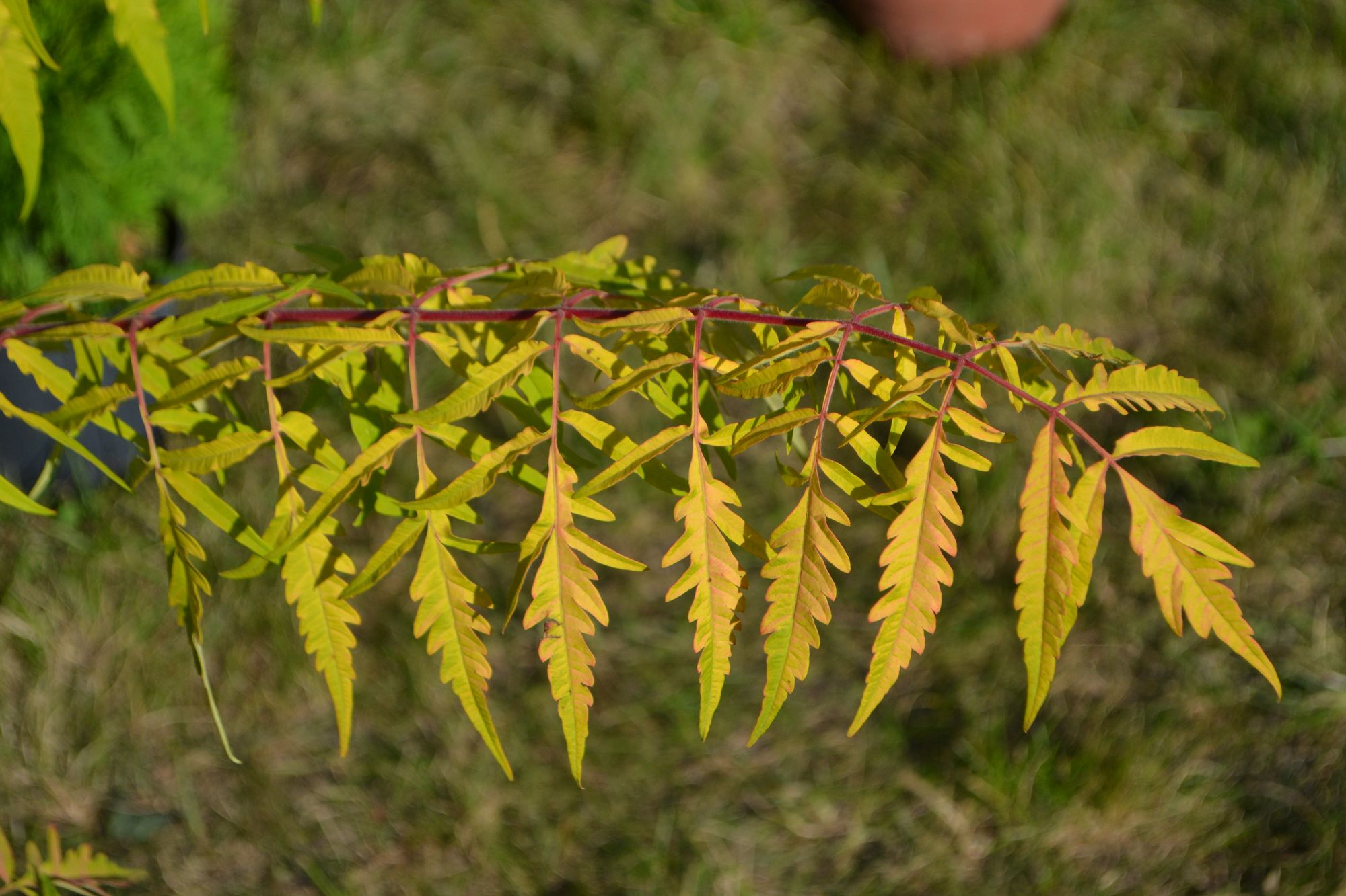Rūgštusis žagrenis 'Tiger Eyes' (Rhus typhina)