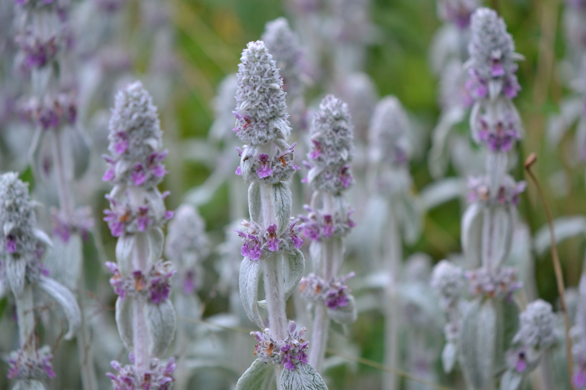 Vilnotoji notra (Stachys byzantina)