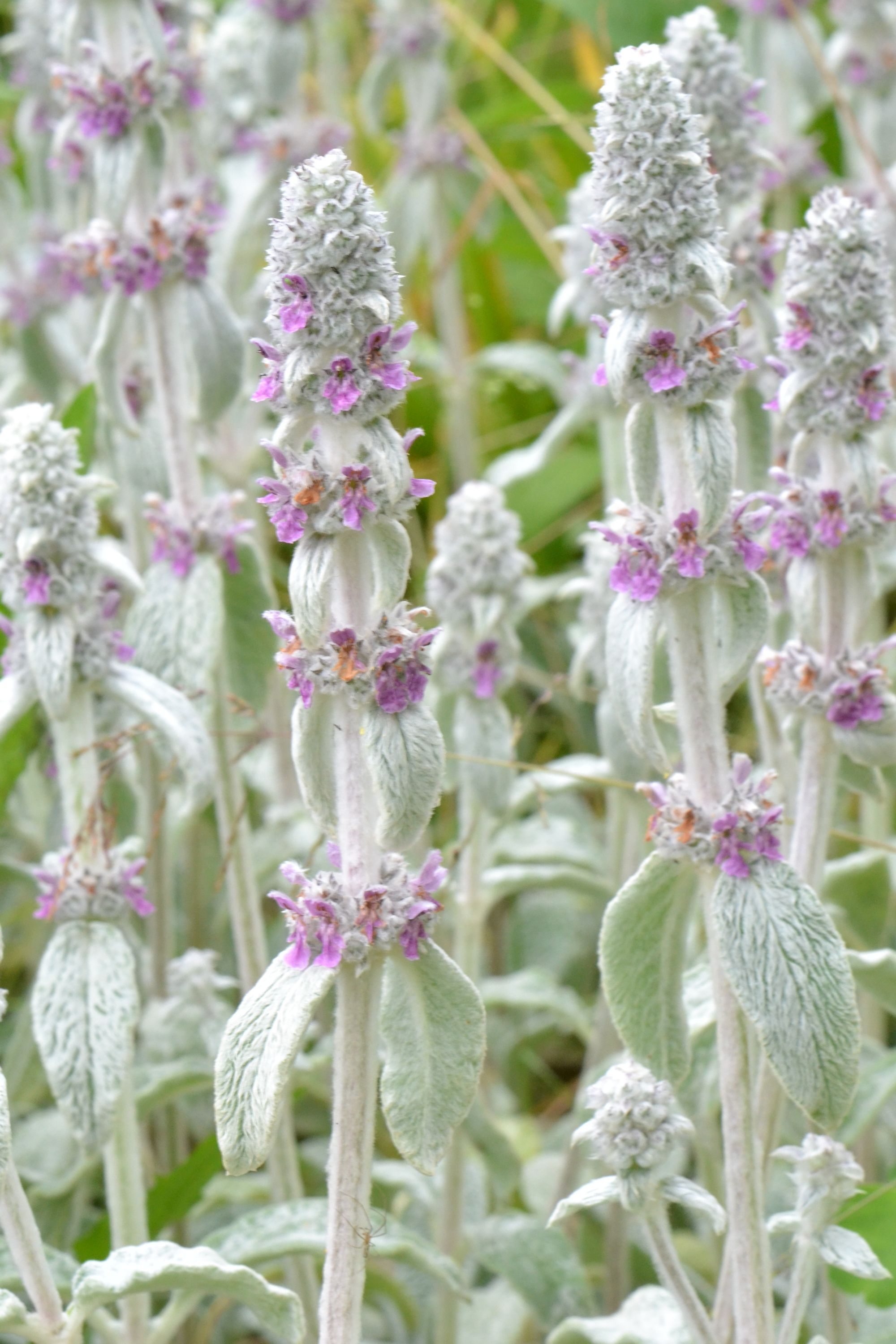 Vilnotoji notra (Stachys byzantina)
