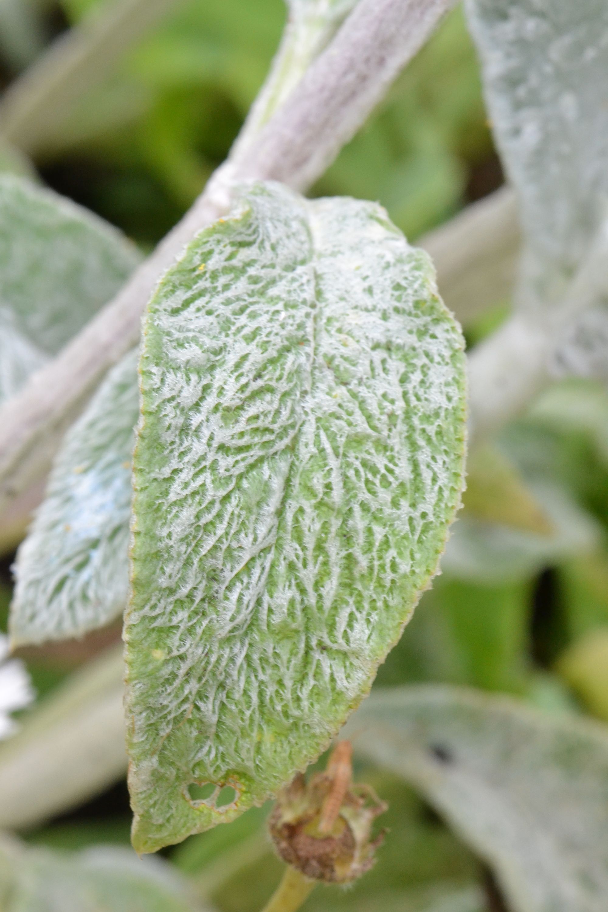 Vilnotoji notra (Stachys byzantina)