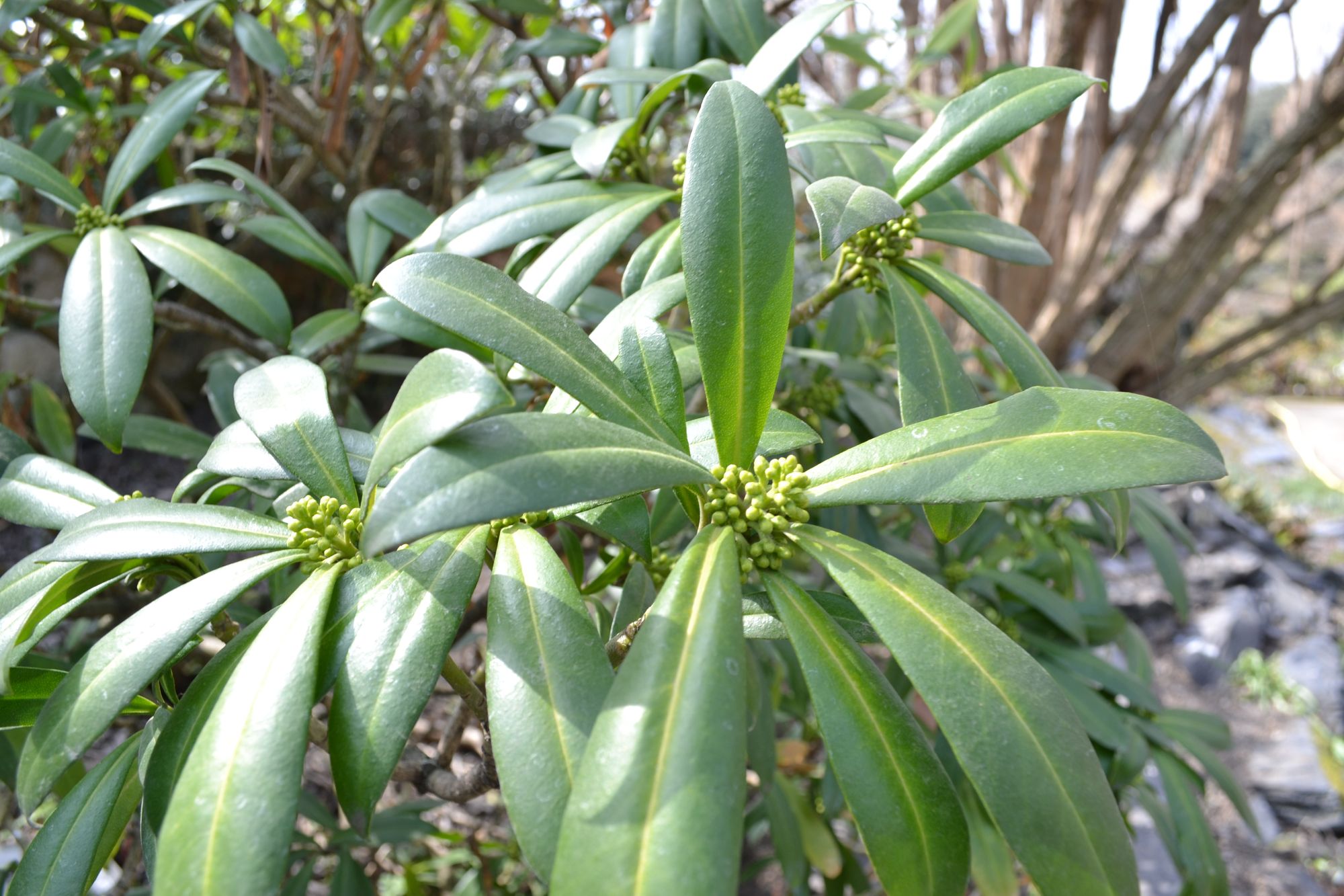 Skimija (Skimmia anquetilia)