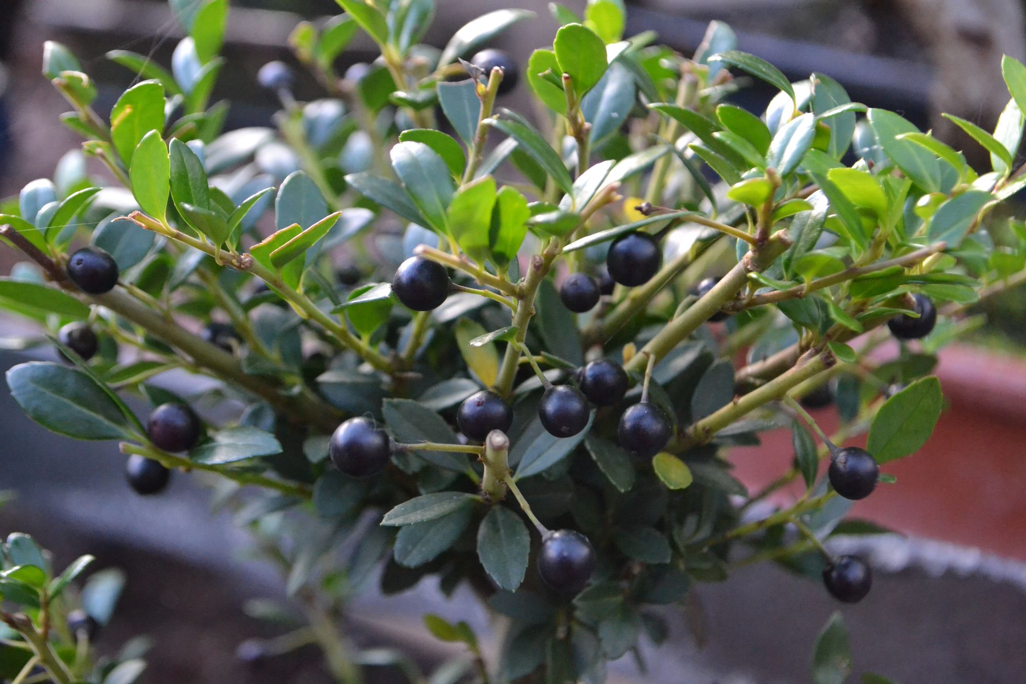 Rinčiuotasis bugienis (Ilex crenata)