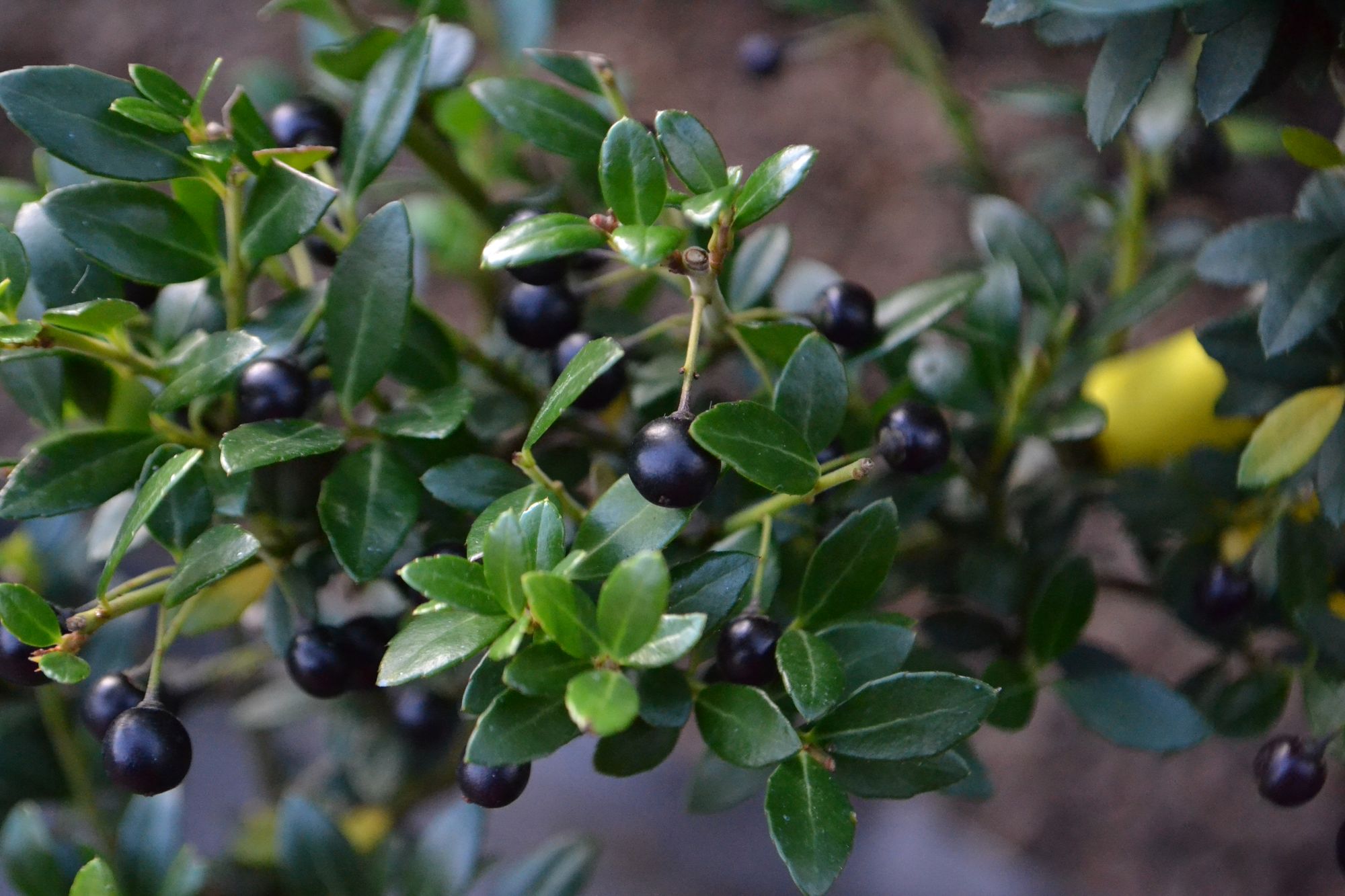 Rinčiuotasis bugienis (Ilex crenata)