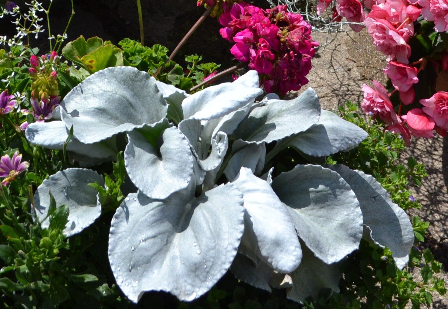 Spindinčioji žilė 'Angel Wings' (Senecio candicans)