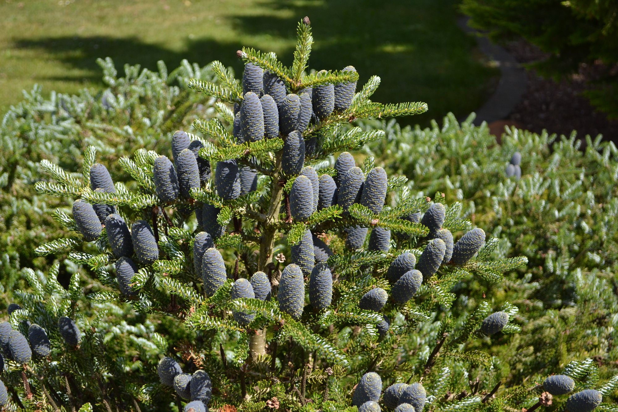Korėjinis kėnis (Abies koreana)