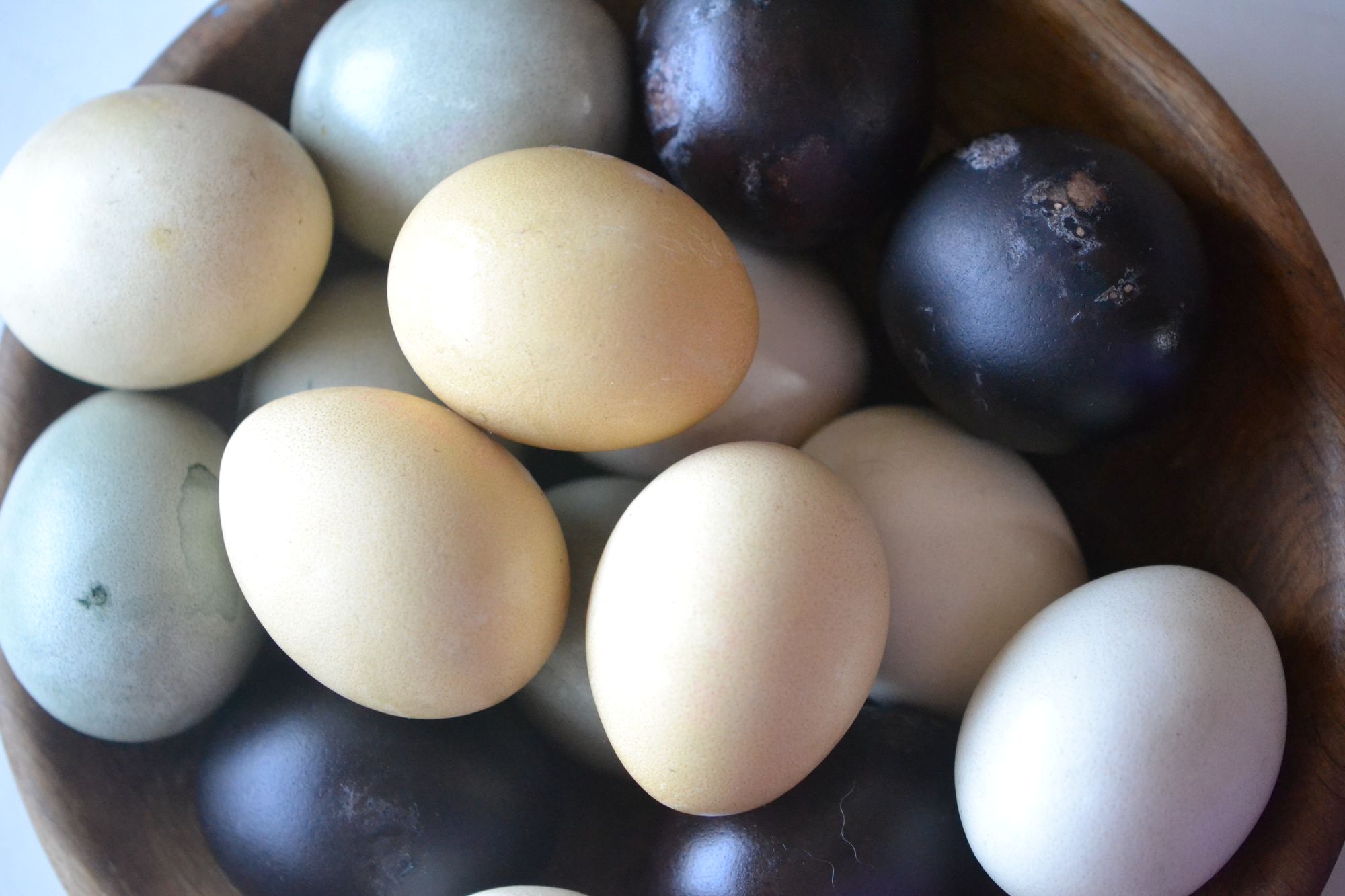 Margučių dažymas su augalais