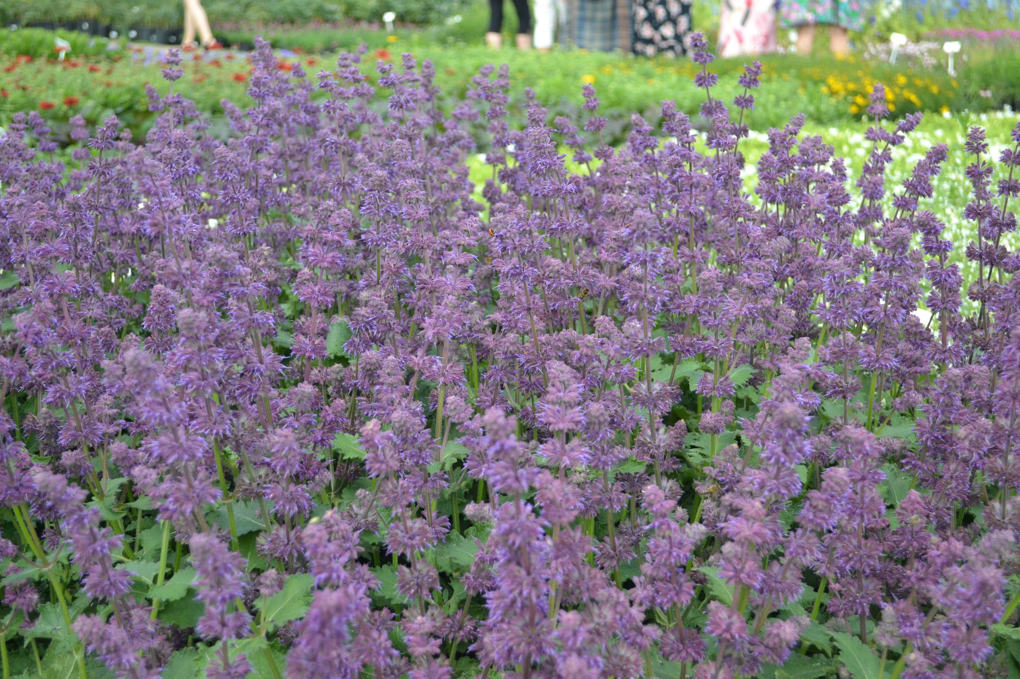 Menturinis šalavijas 'Purple Rain' (Salvia verticillata)