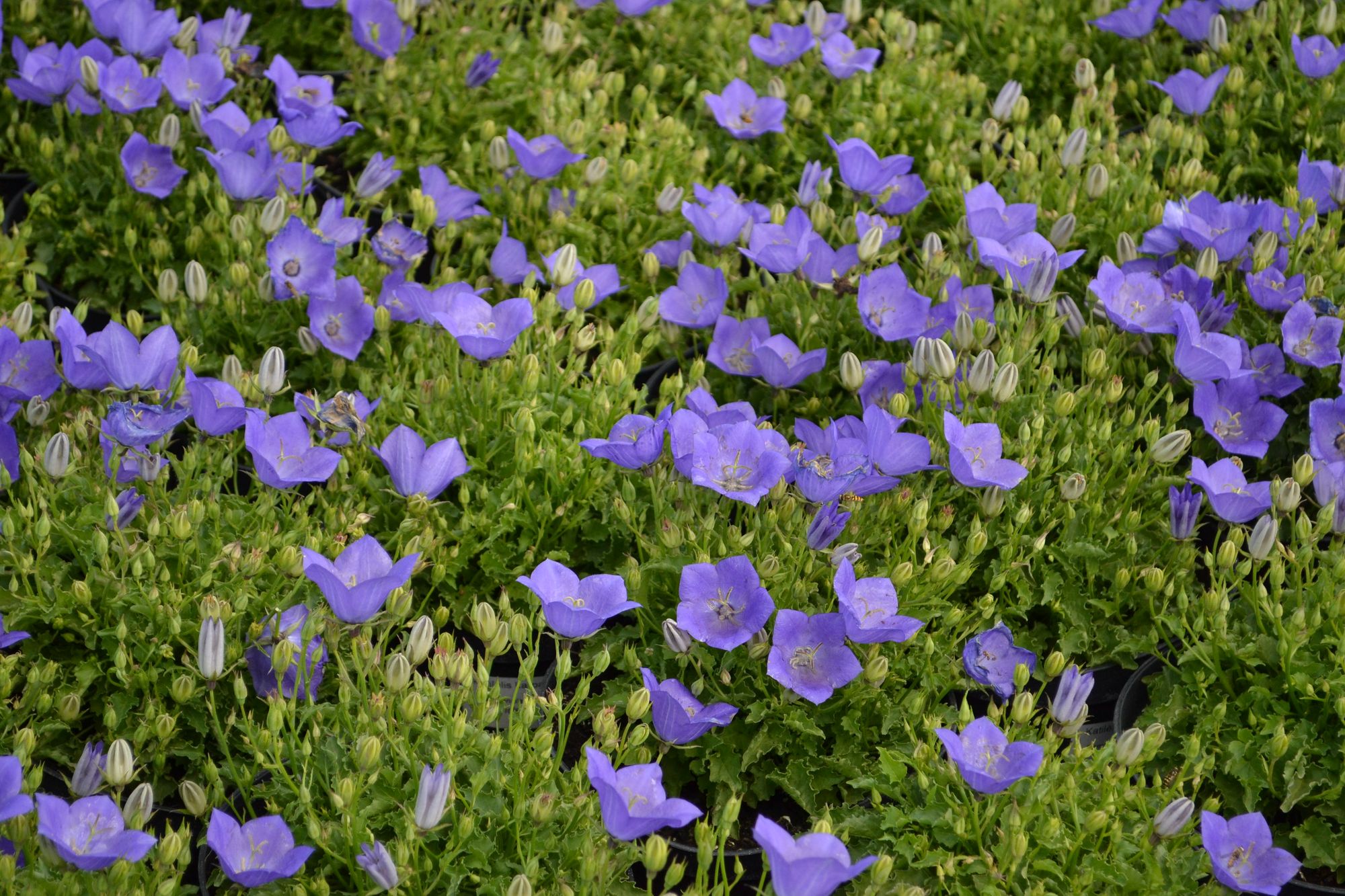 Karpatinis katilėlis 'Avida Blue' (Campanula carpatica)