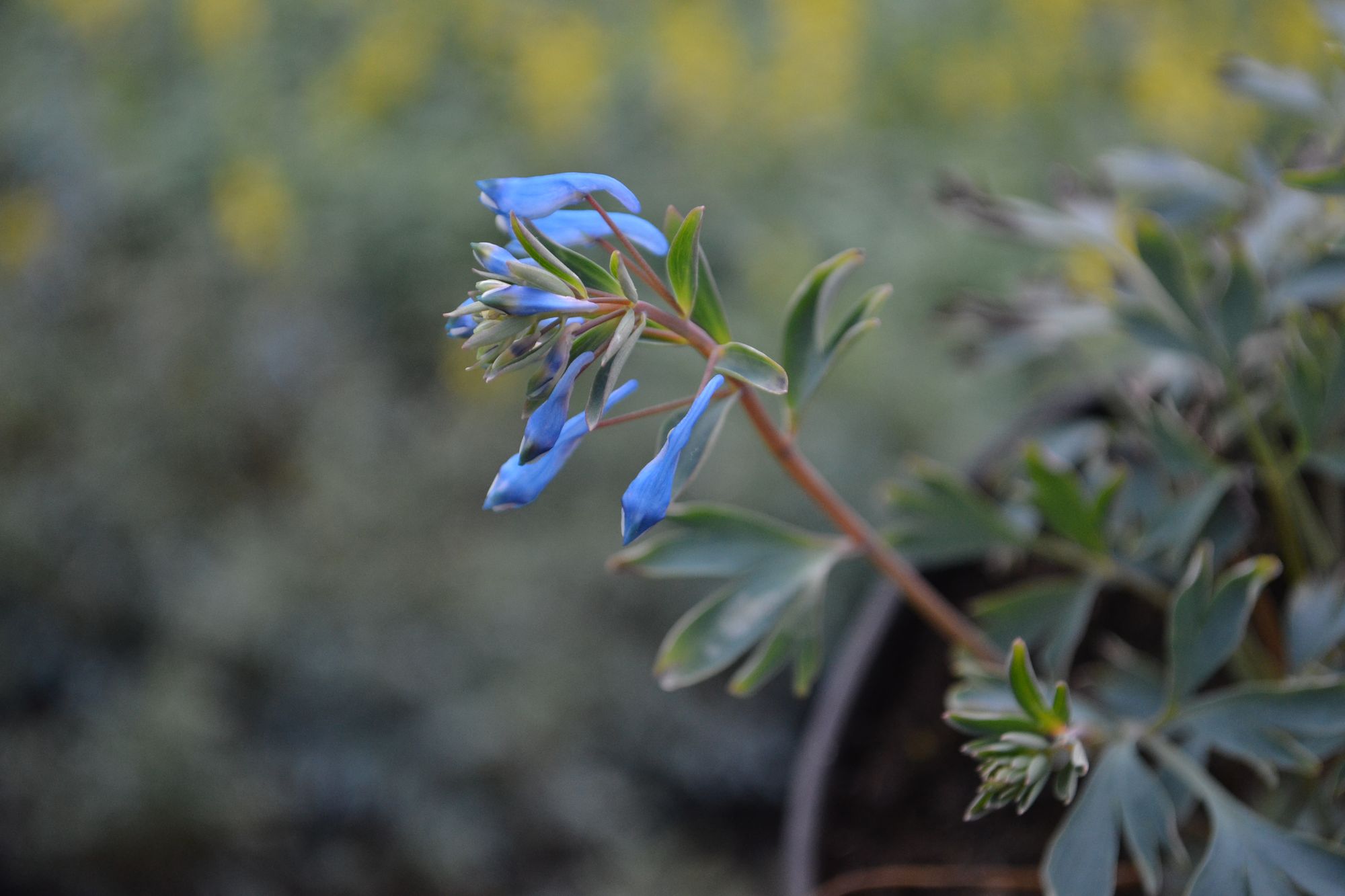 Lankstusis rūtenis 'Porcelain Blue' (Corydalis flexuosa)