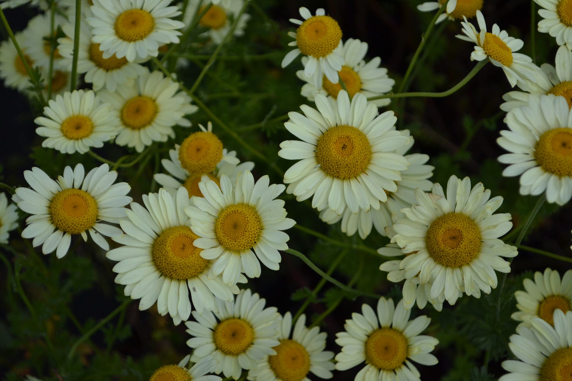 Geltonasis bobramunis 'E.C.Buxton' (Anthemis tinctoria)