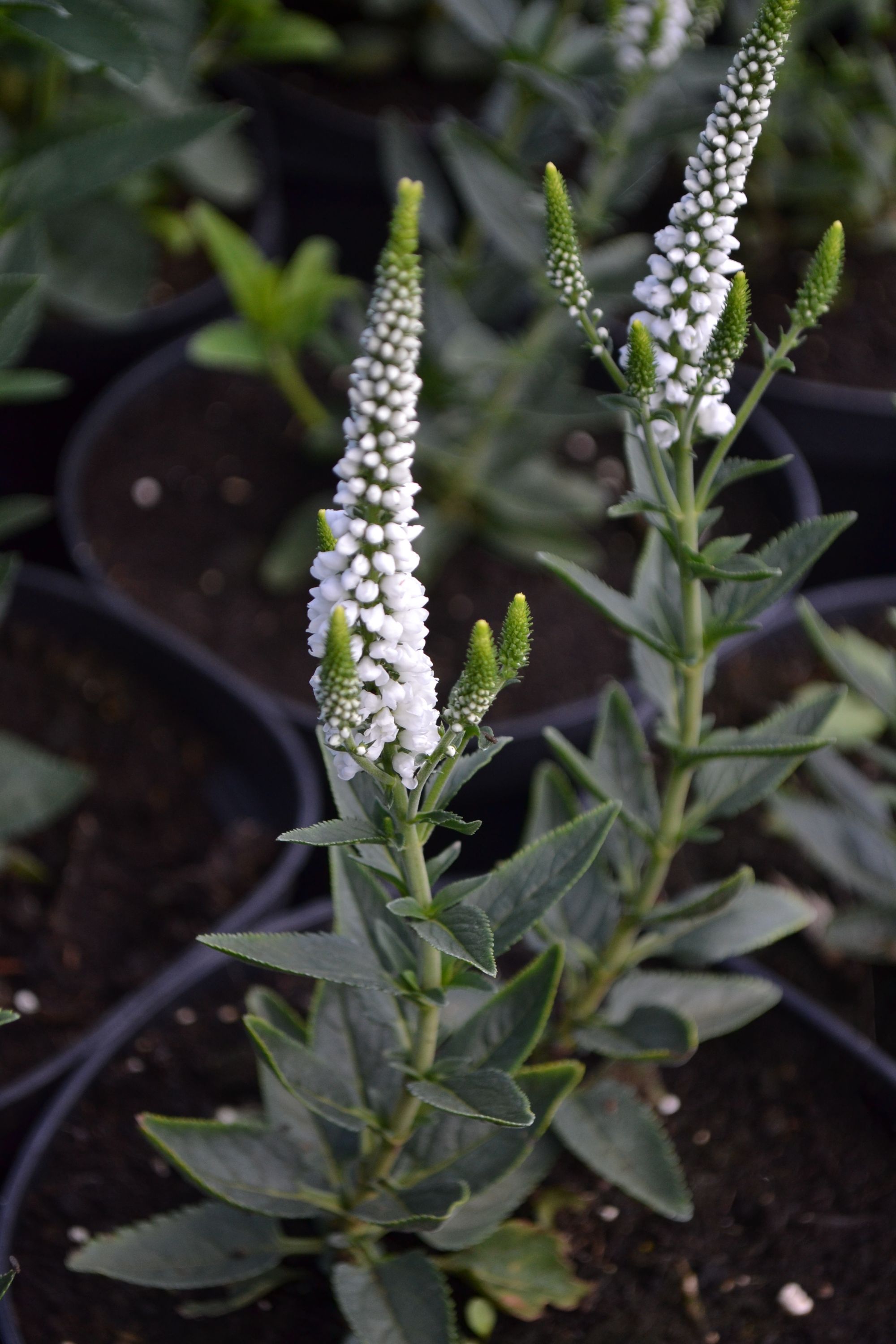 Varpotoji veronika 'First Lady' (Veronica spicata)