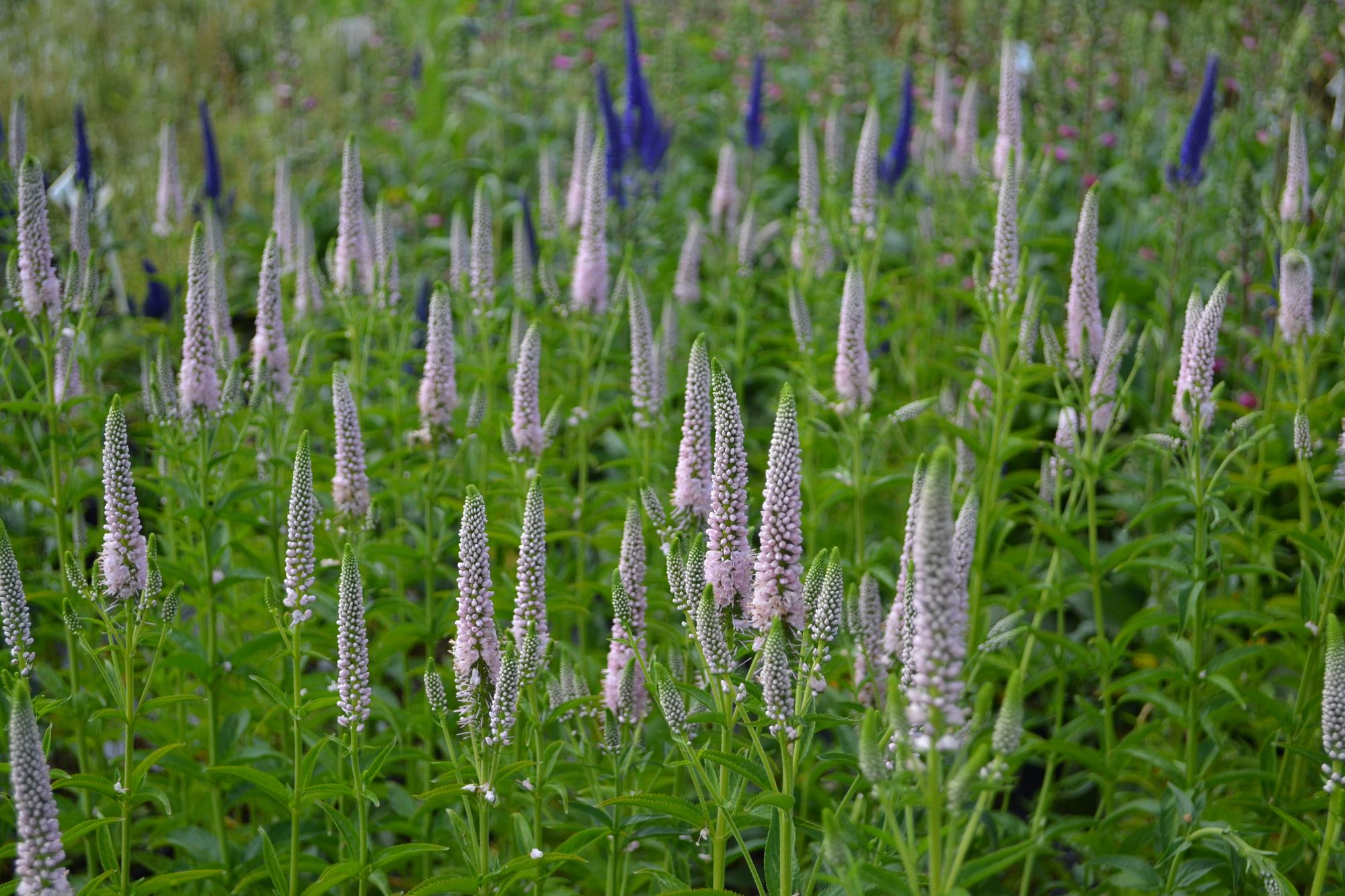Varpotoji veronika 'First Choise' (Veronica spicata)