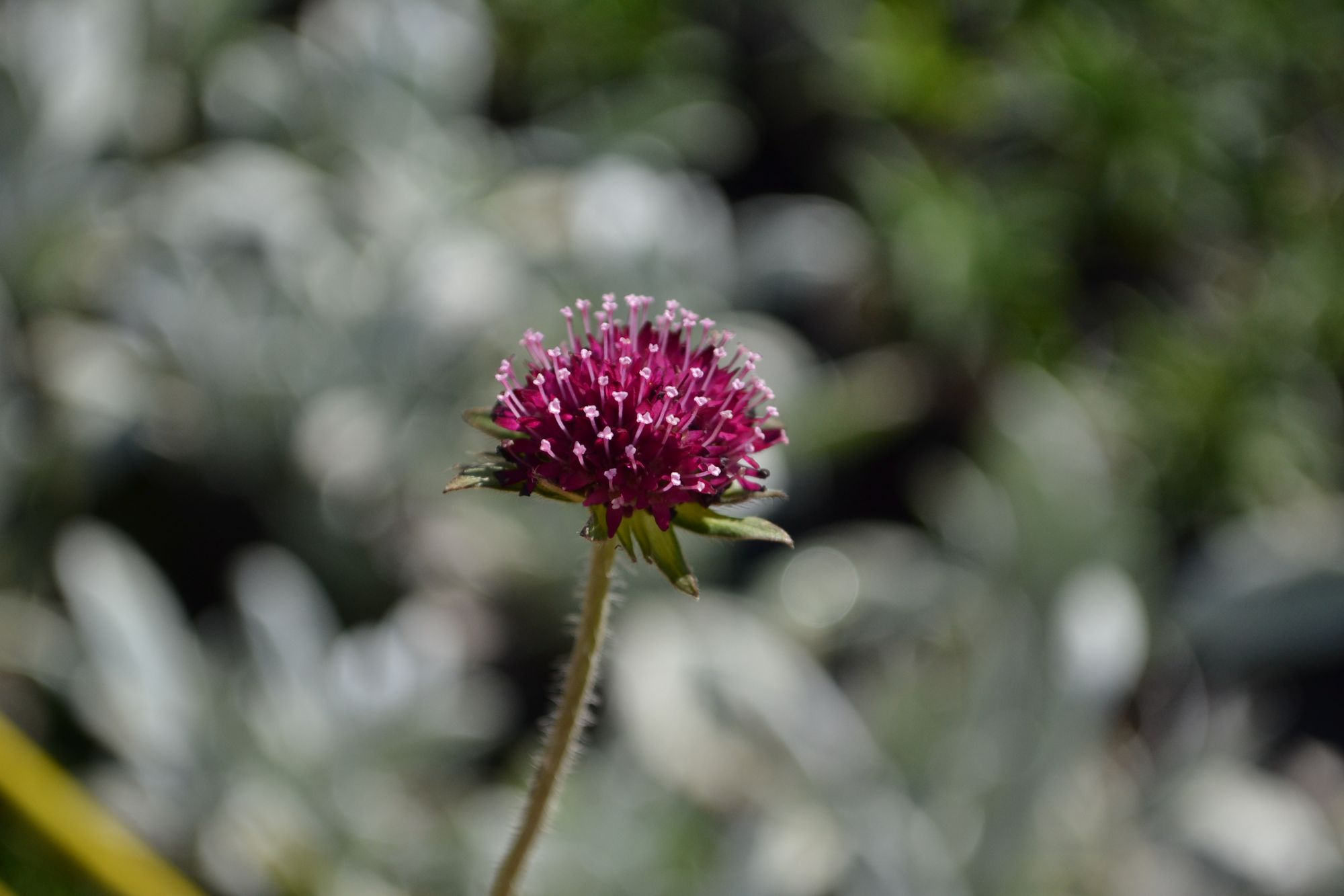 Makedoninė buožainė 'Green Lightning' (Knautia macedonica)
