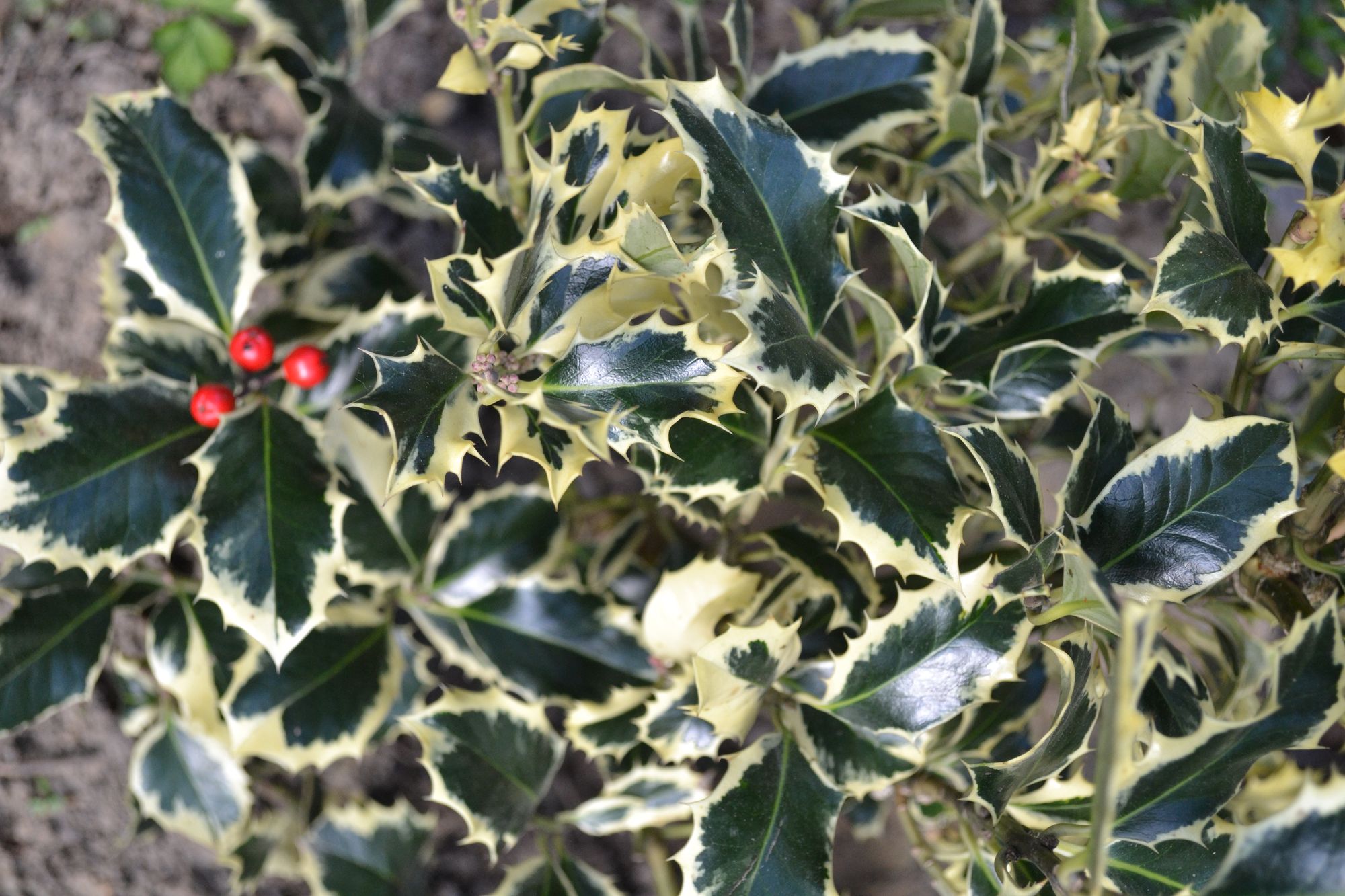 Dygialapis bugienis 'Aurea Marginata' (Ilex aquifolium)