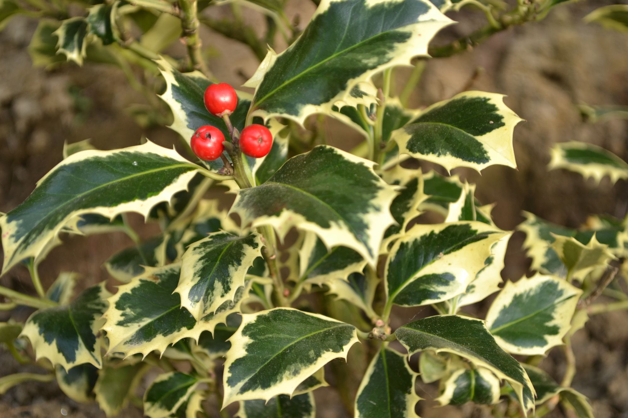 Dygialapis bugienis 'Aurea Marginata' (Ilex aquifolium)
