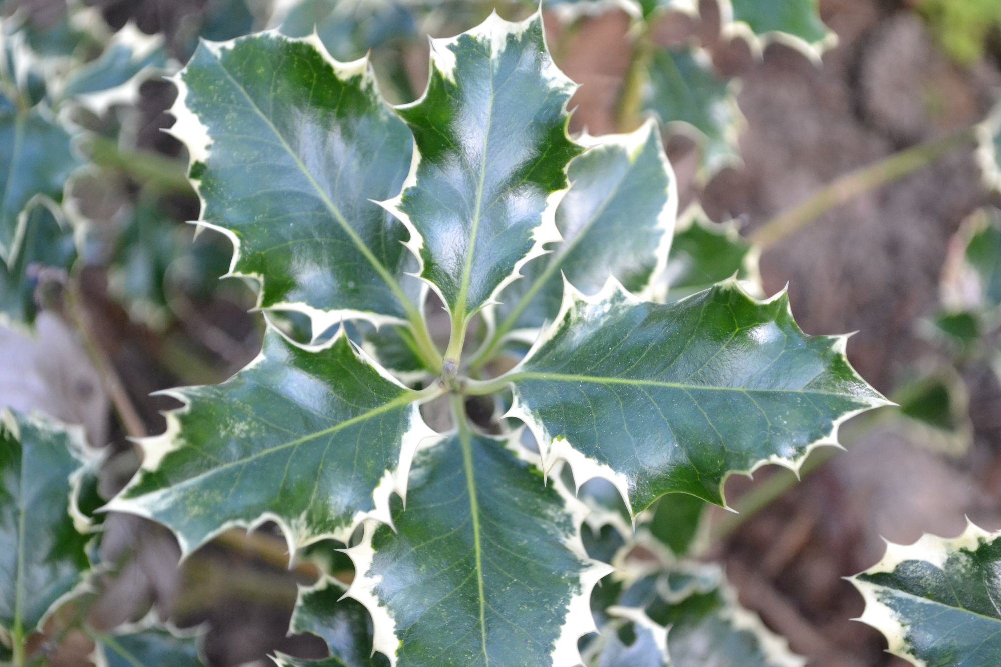 Dygialapis bugienis 'Aurea Marginata' (Ilex aquifolium)