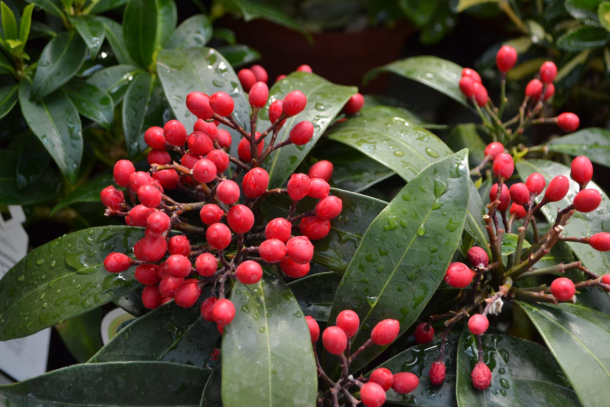 Skimija (Skimmia reevesiana)