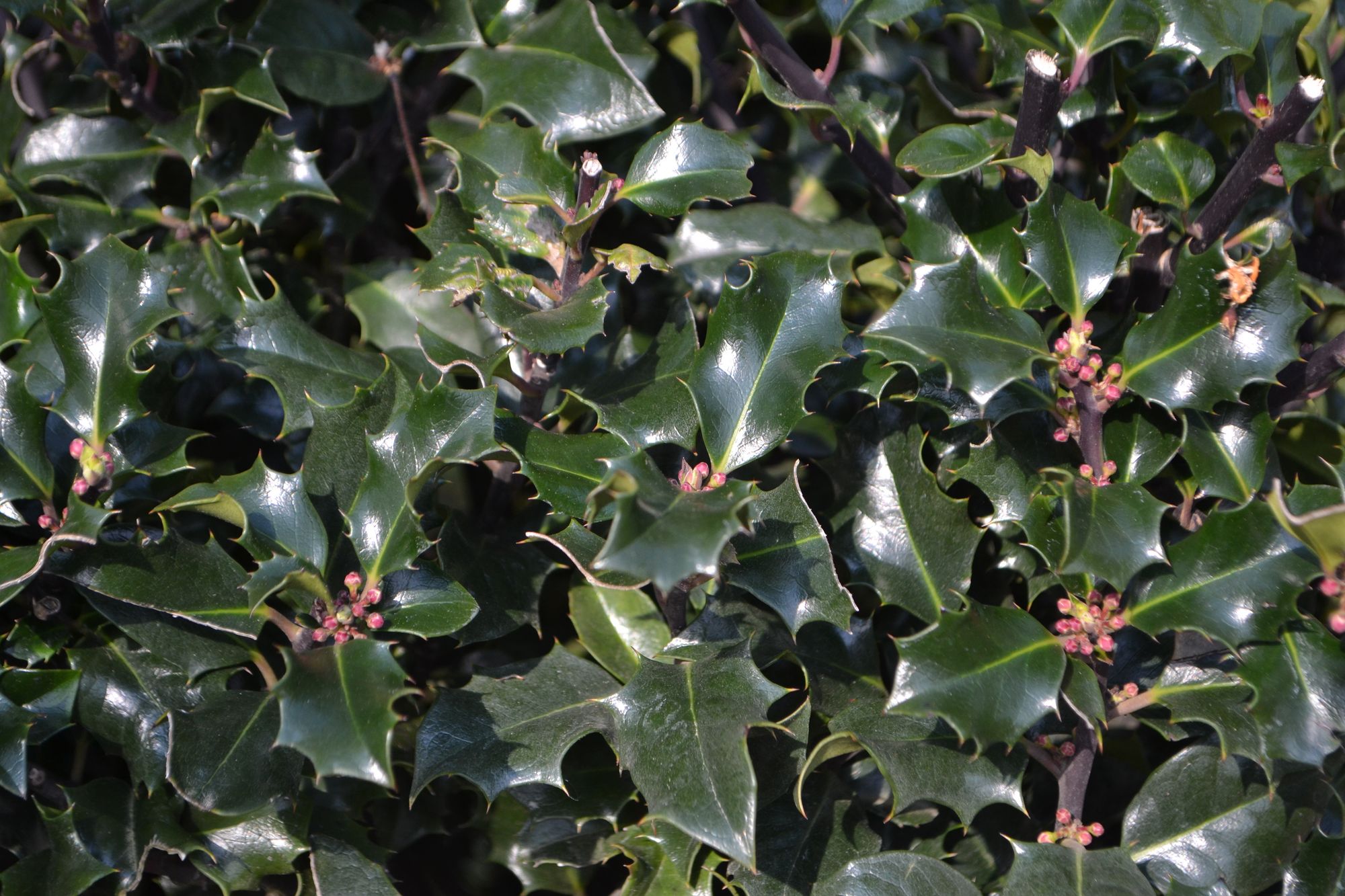 Aštrialapis bugienis 'Blue Angel' (Ilex x meserveae)