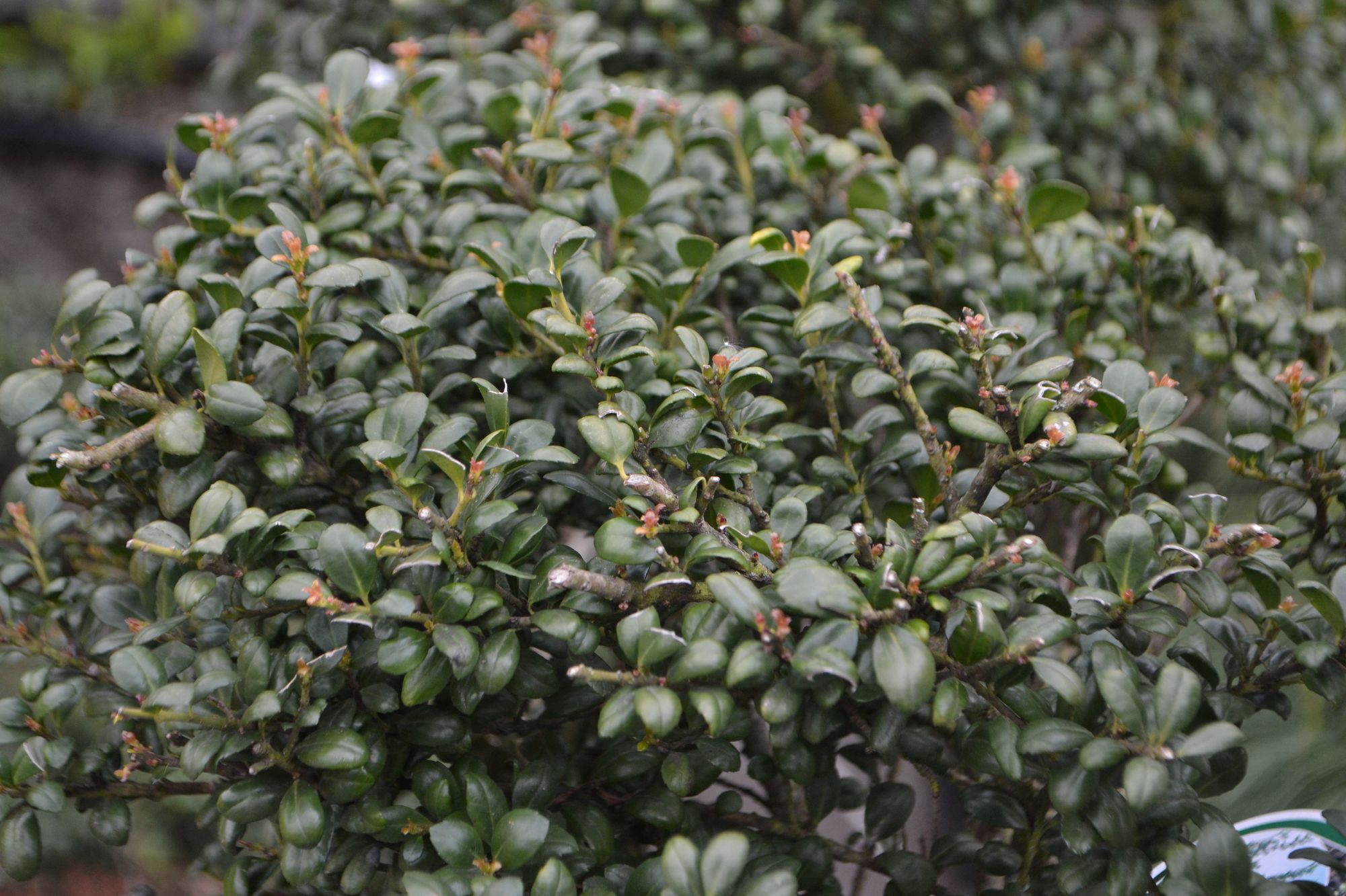 Rinčiuotasis bugienis 'Convexa' (Ilex crenata)