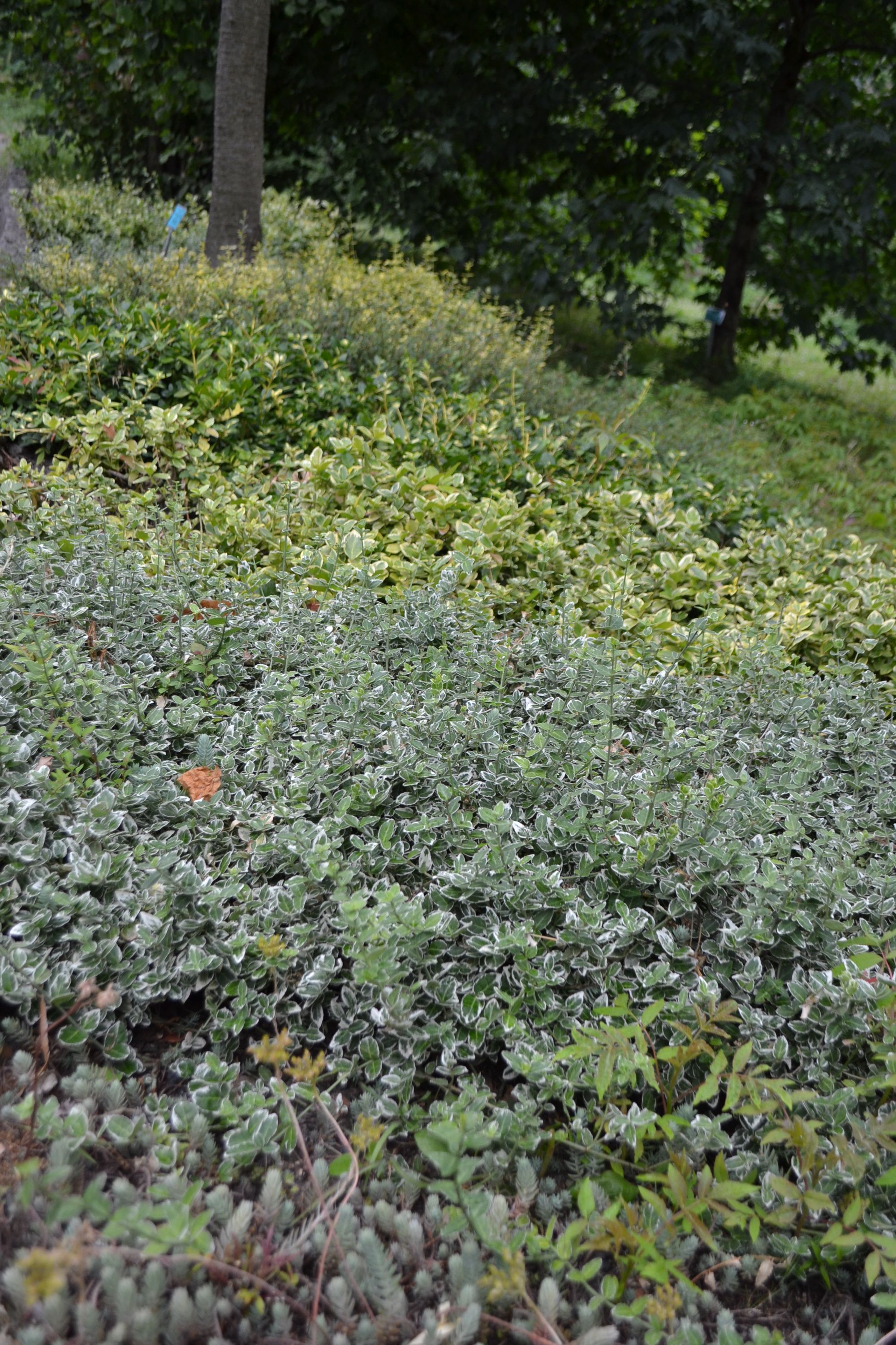 Vijoklinis ožekšnis (Euonymus fortunei), sin. Fortūno ožekšnis