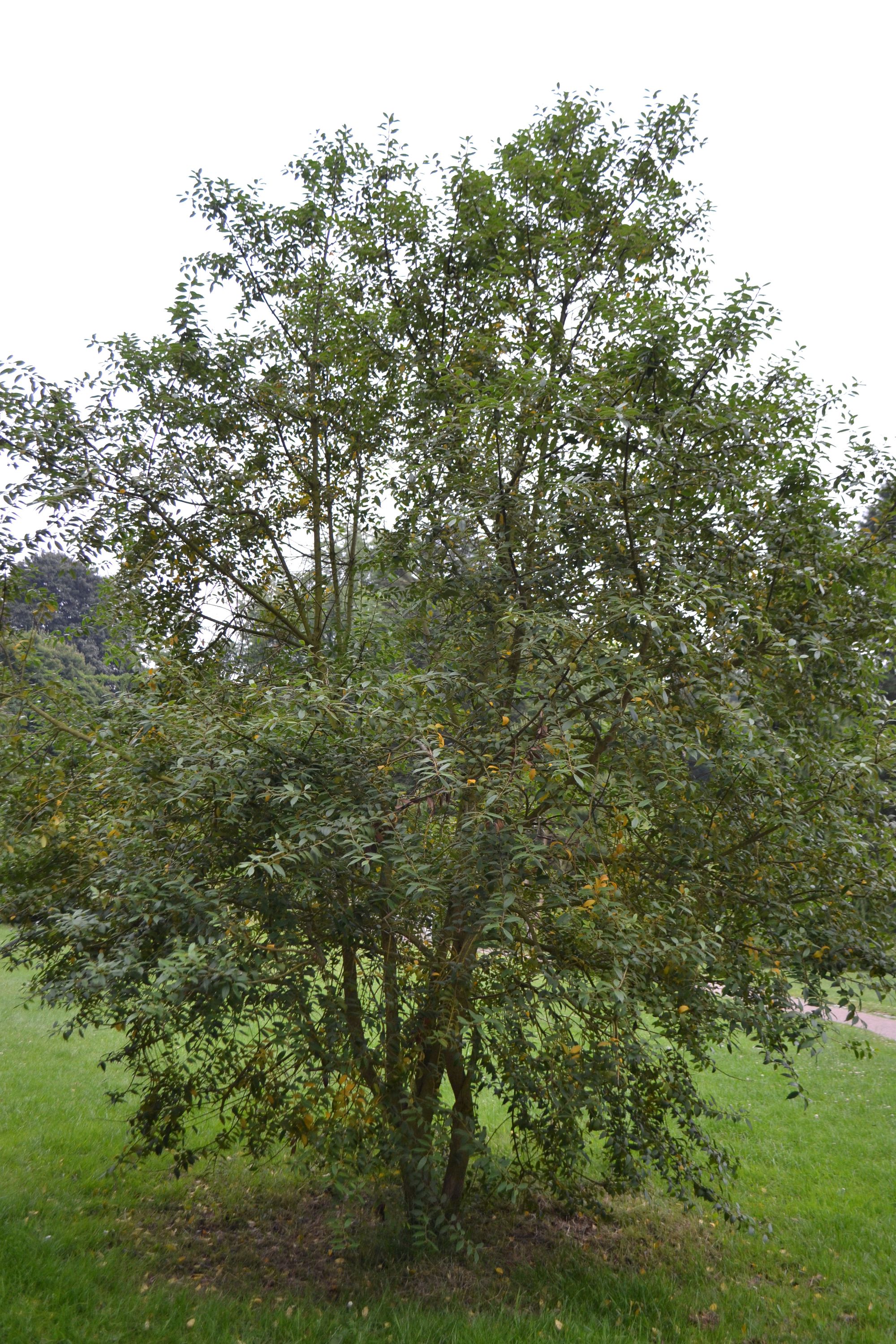 Bugienis (Ilex ciliospinosa)