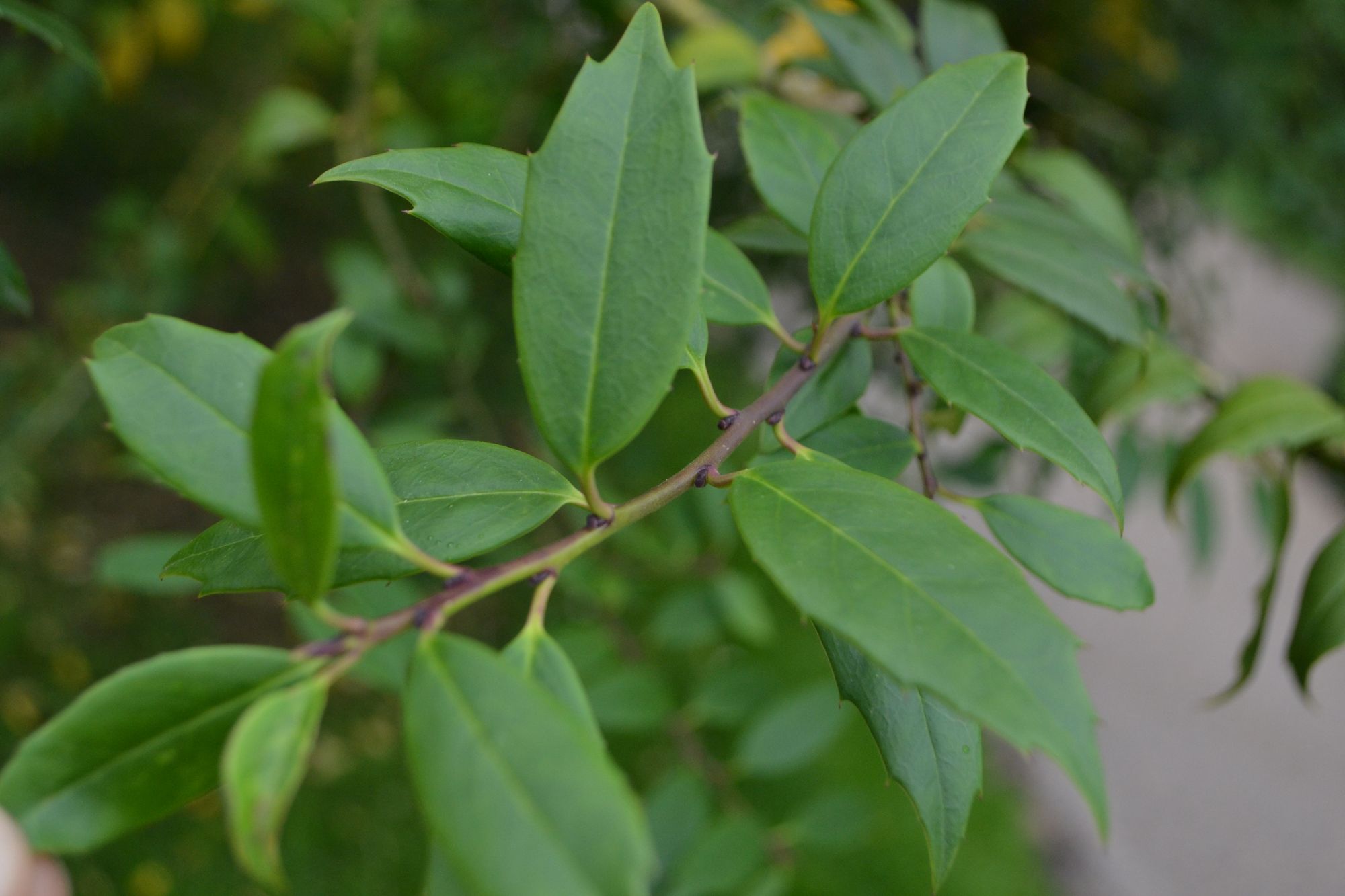 Bugienis (Ilex ciliospinosa)
