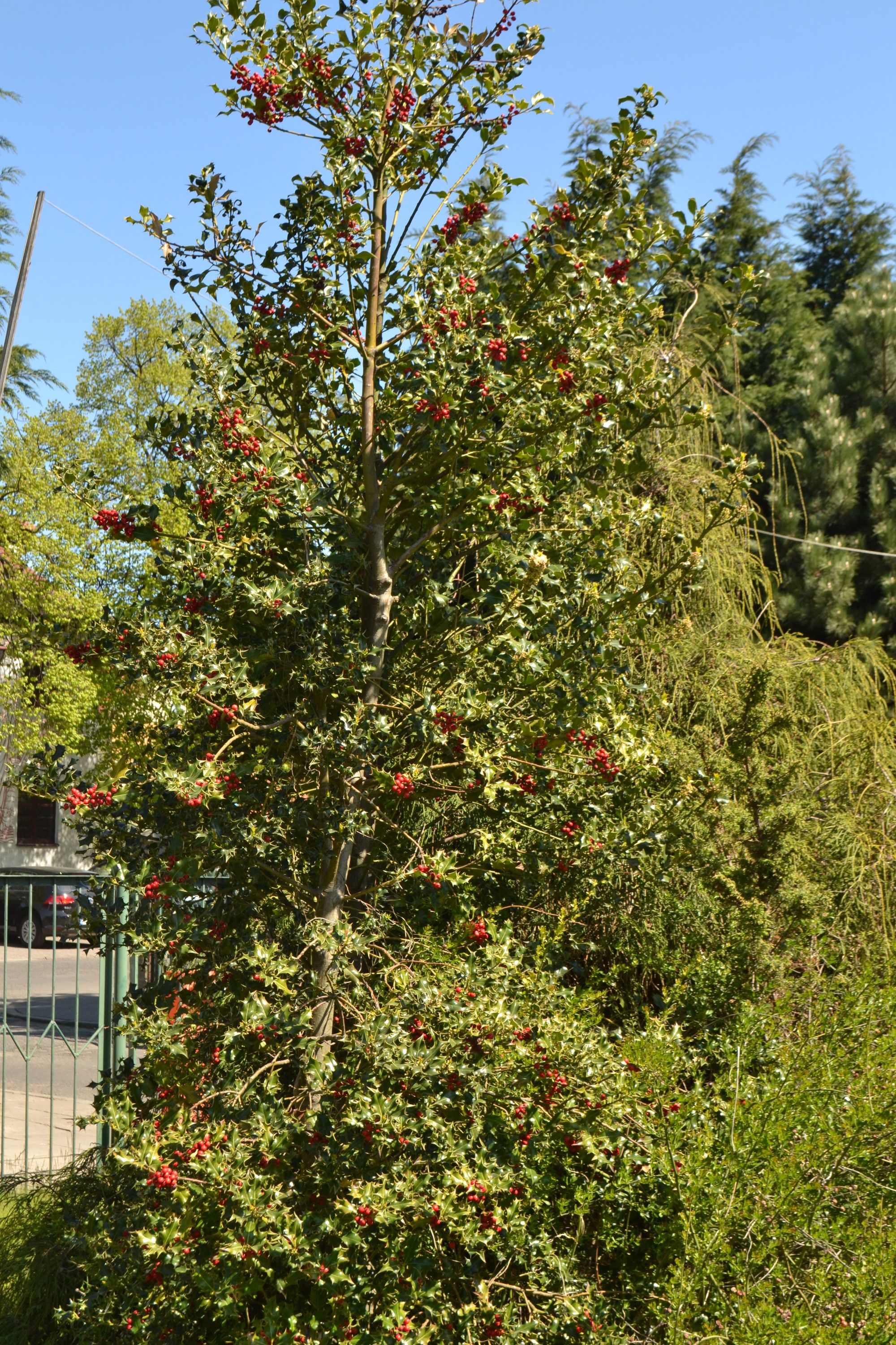 Dygialapis bugienis 'Aprather Alaska' (Ilex aquifolium)