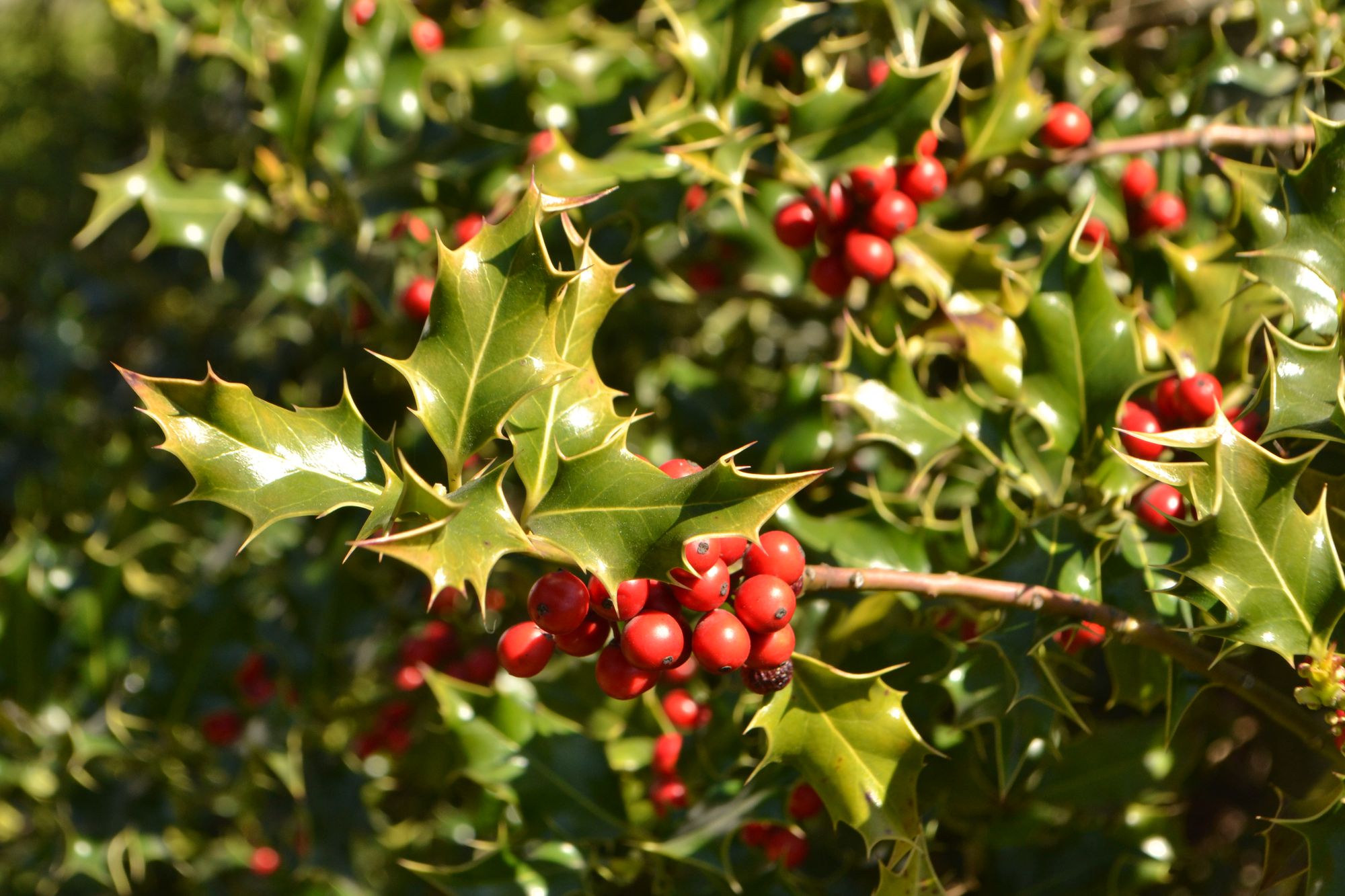 Dygialapis bugienis 'Aprather Alaska' (Ilex aquifolium)