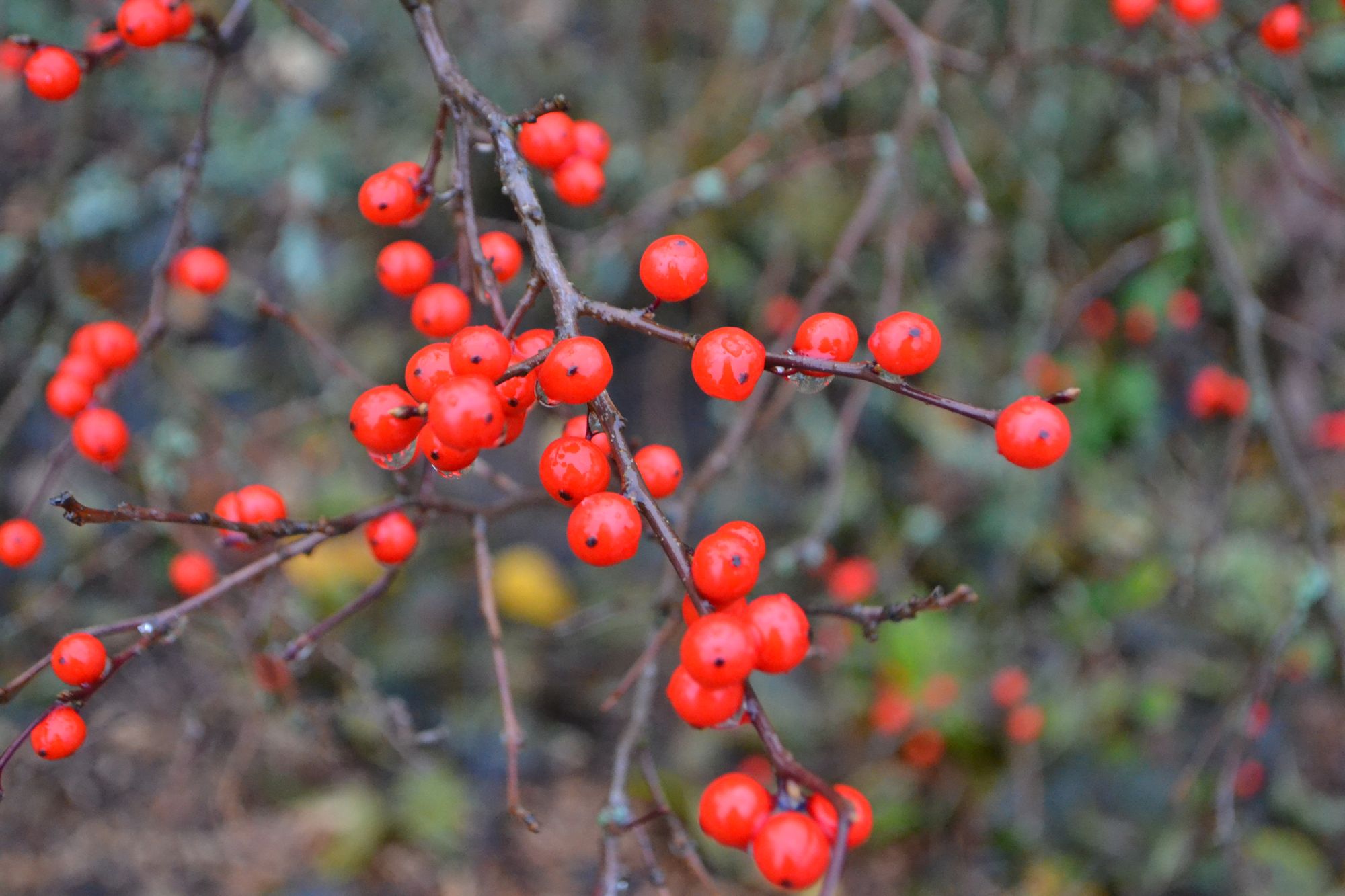 Virgininis bugienis (Ilex verticiliata)