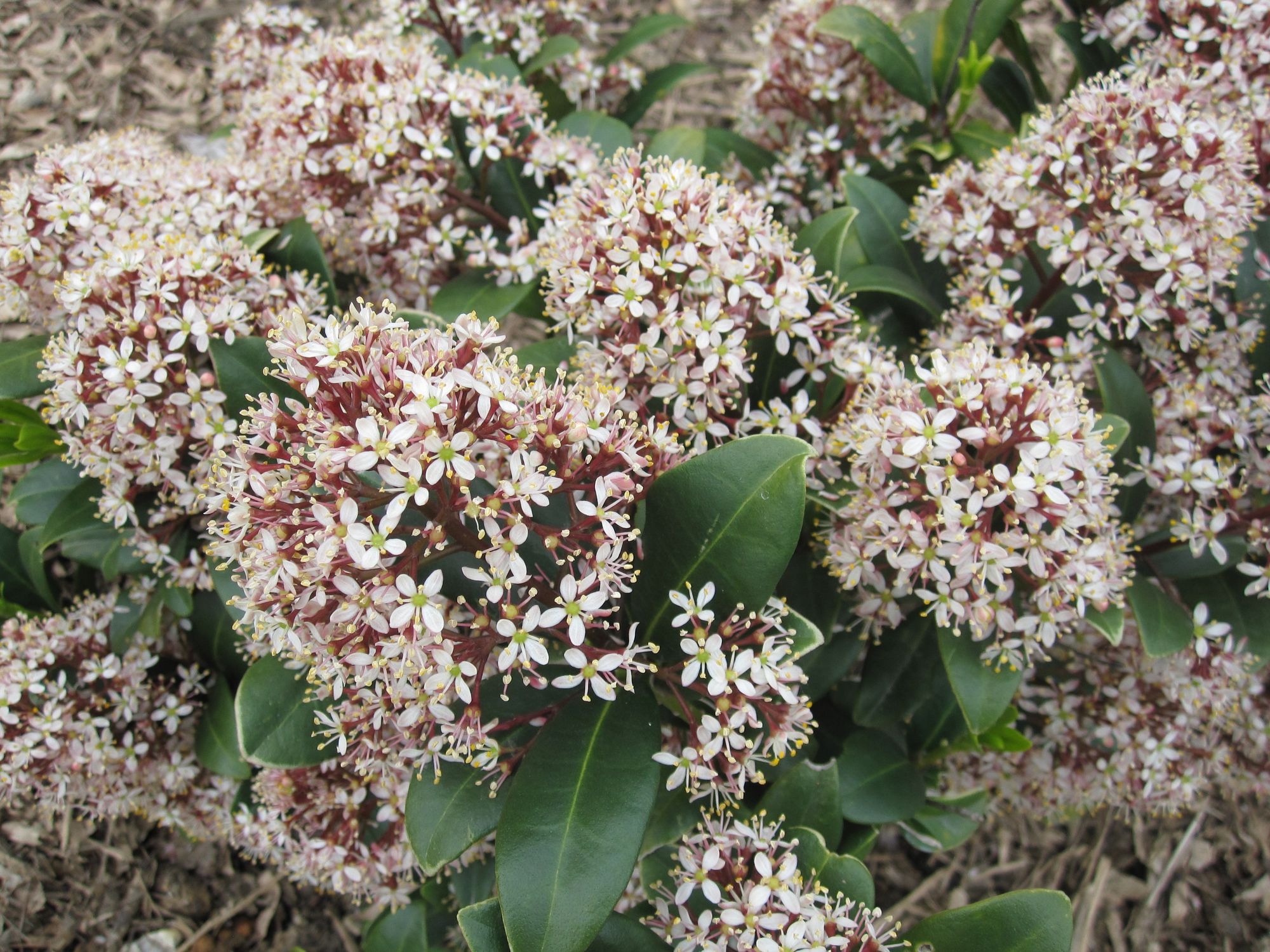 Japoninė skimija (Skimmia japonica)