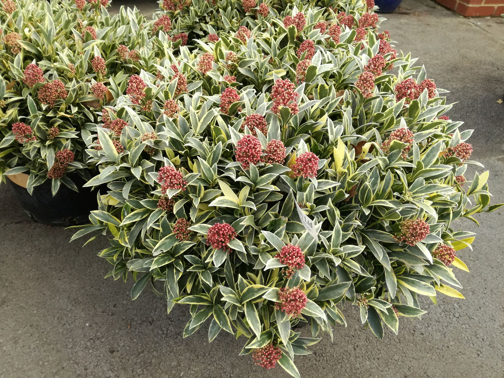 Japoninė skimija 'Magic Marlot' (Skimmia japonica)