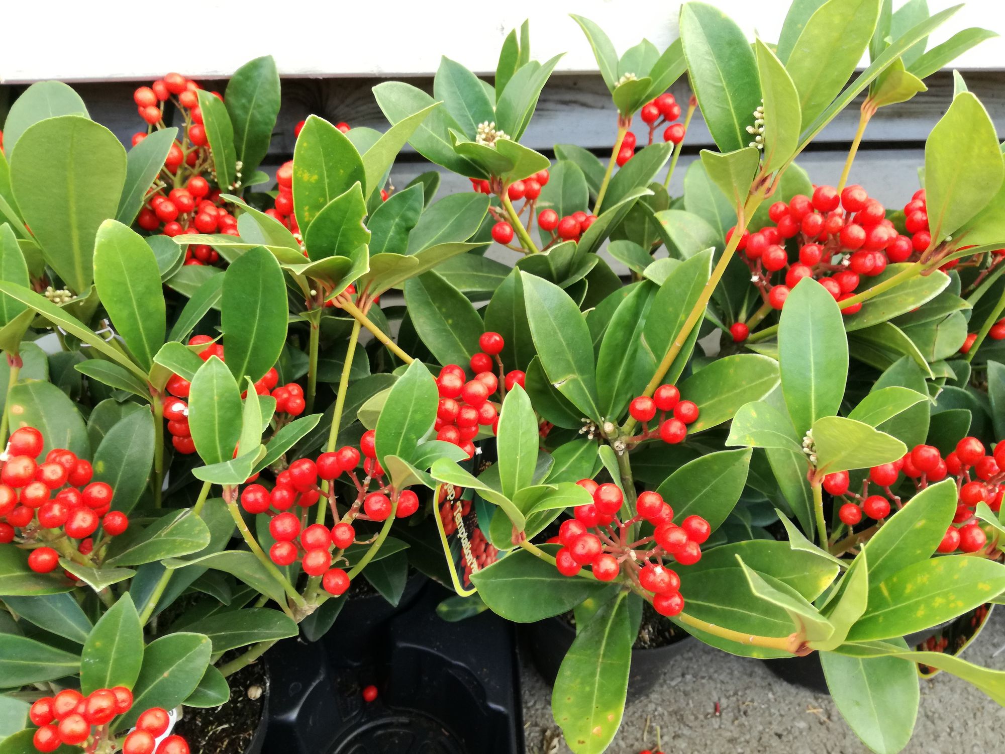 Japoninė skimija 'Temptation' (Skimmia japonica)