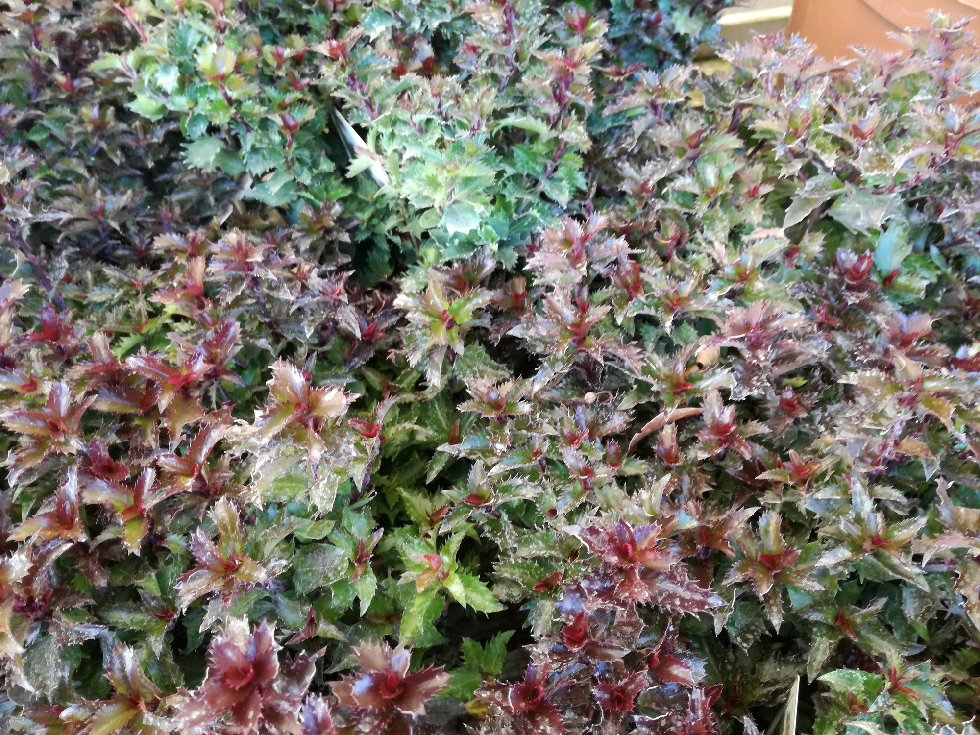 Aštrialapis bugienis 'Little Rascal Sense' (Ilex x meserveae)