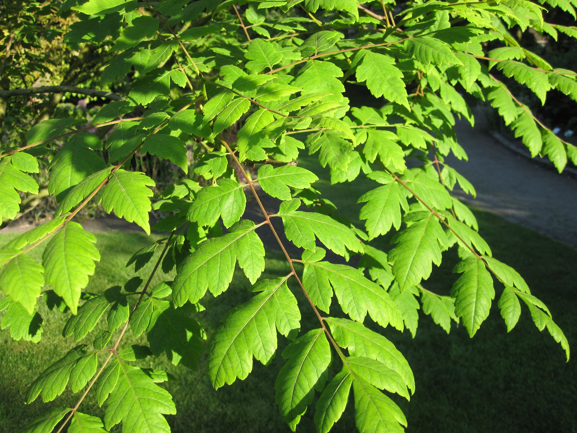 Gausiažiedė svambuolė (Koelreuteria paniculata)