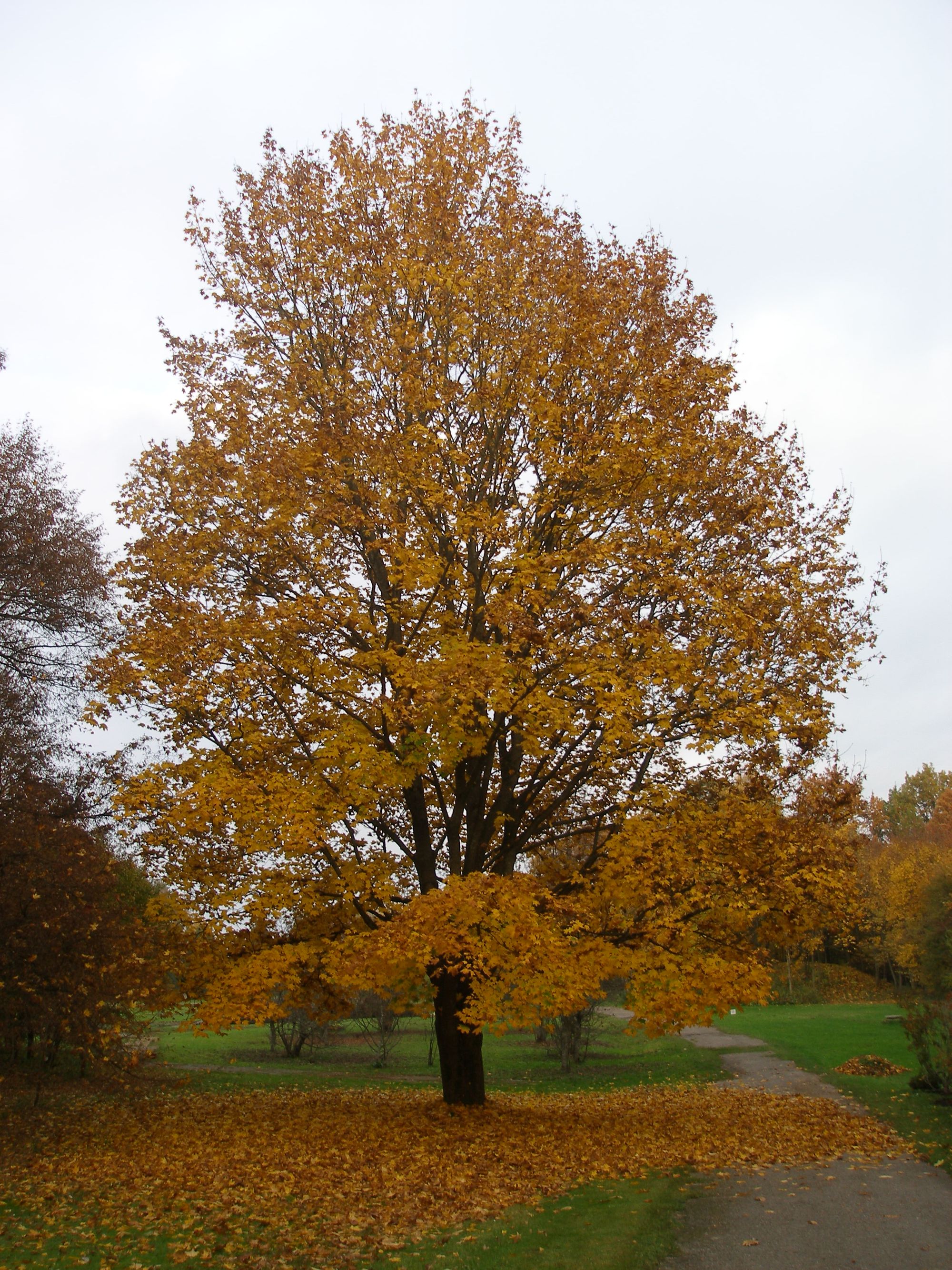 Paprastasis klevas (Acer platanoides)