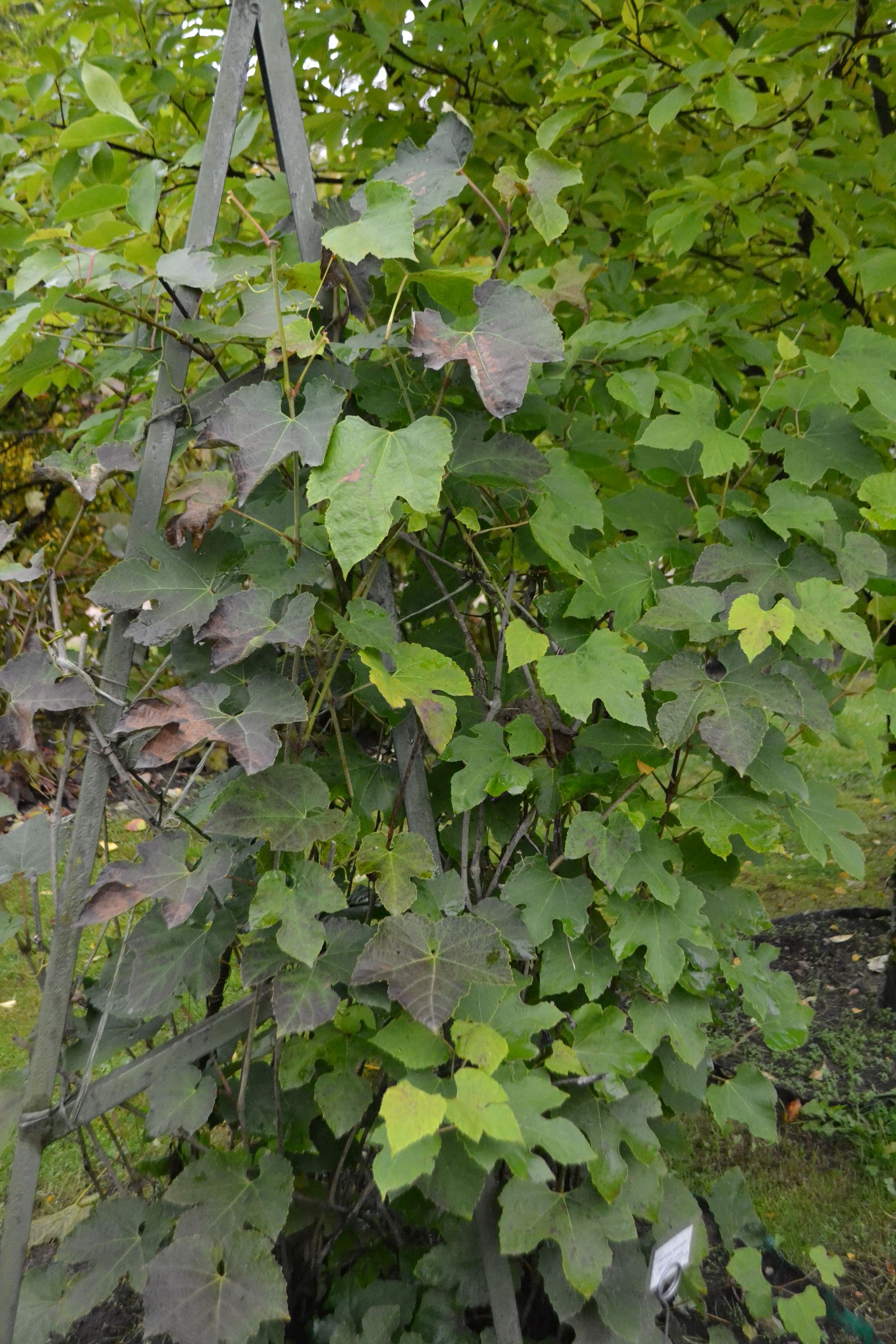 Apynialapis vytenis (Ampelopsis humulifolia)
