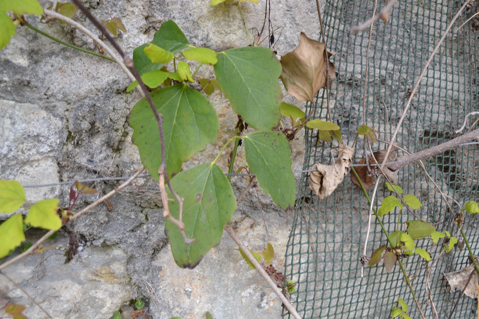 Trilapė akebija (Akebia trifoliata)