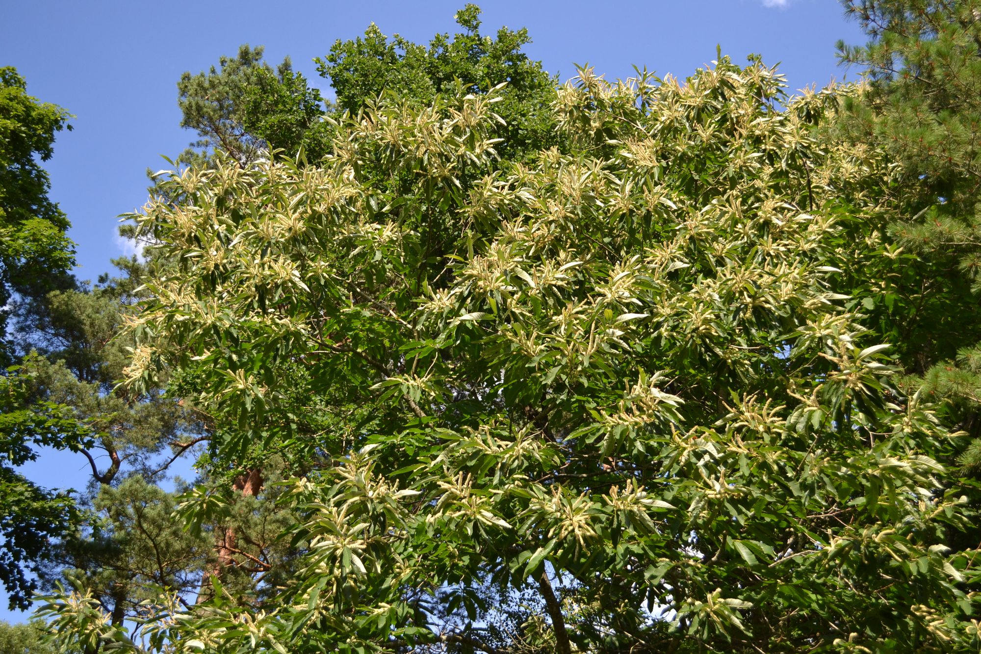Valgomasis kaštainis (Castanea sativa)