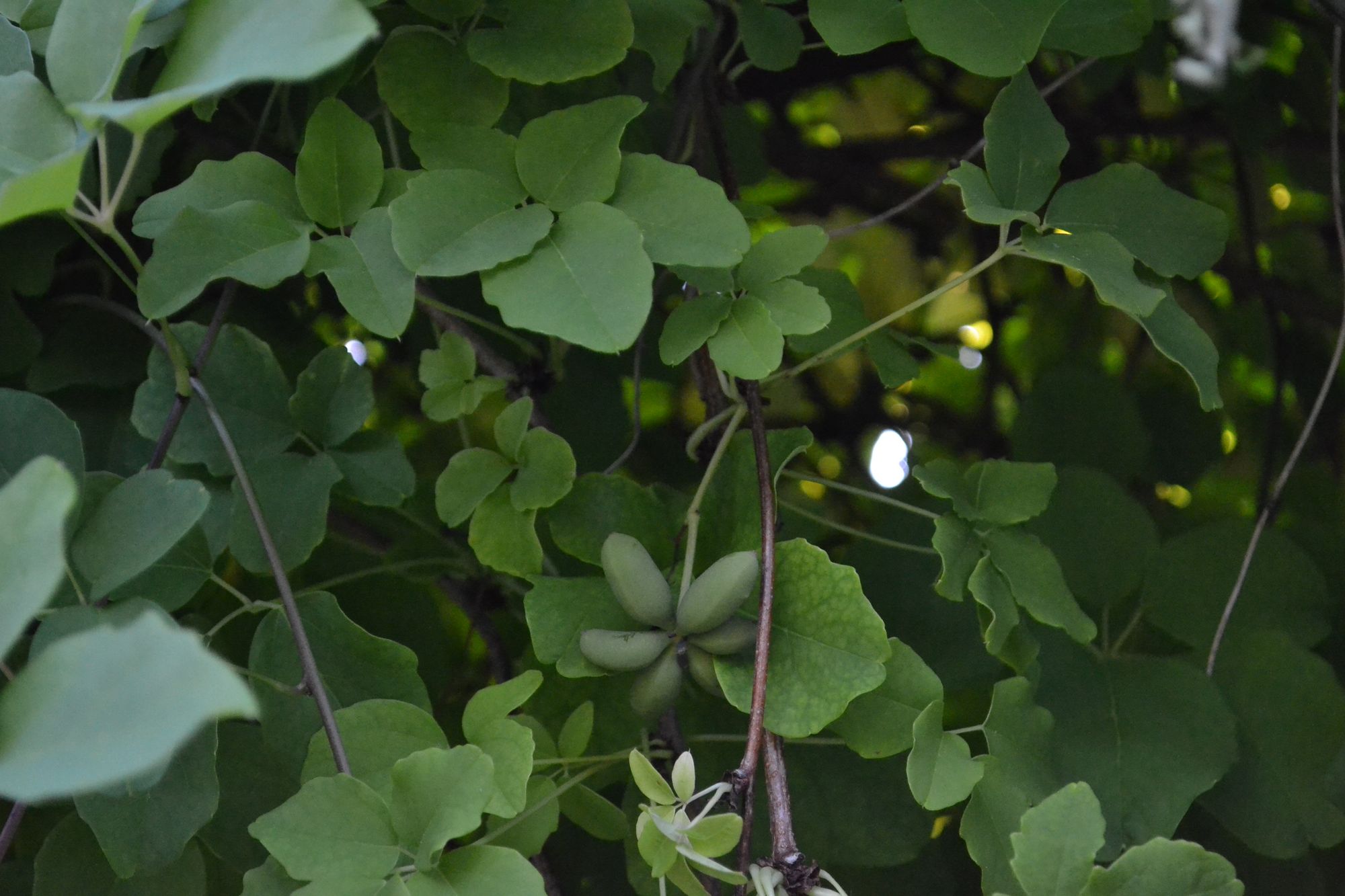 Stambiavaisė akebija (Akebia quinata)