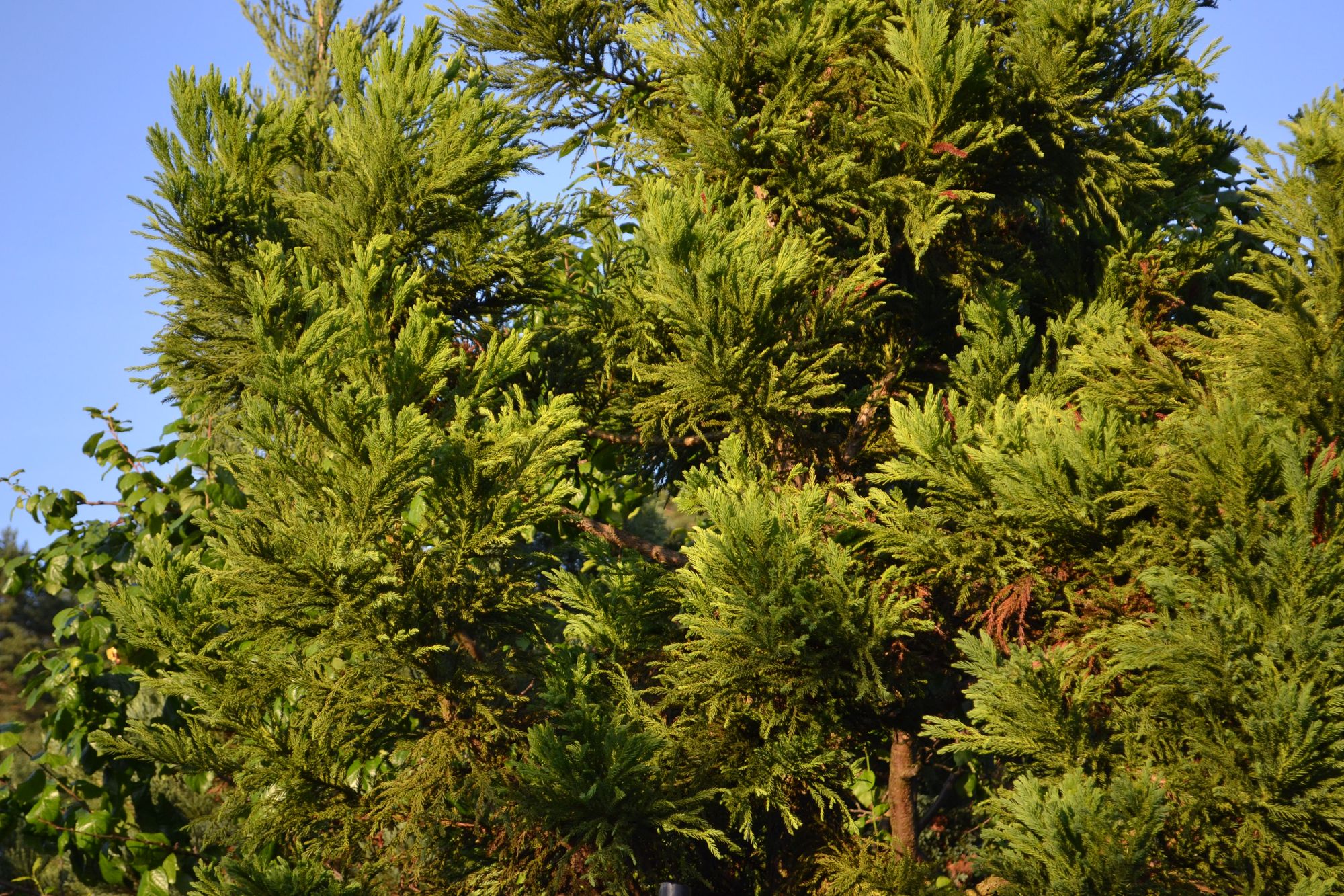 Japoninė kriptomerija (Cryptomeria japonica)